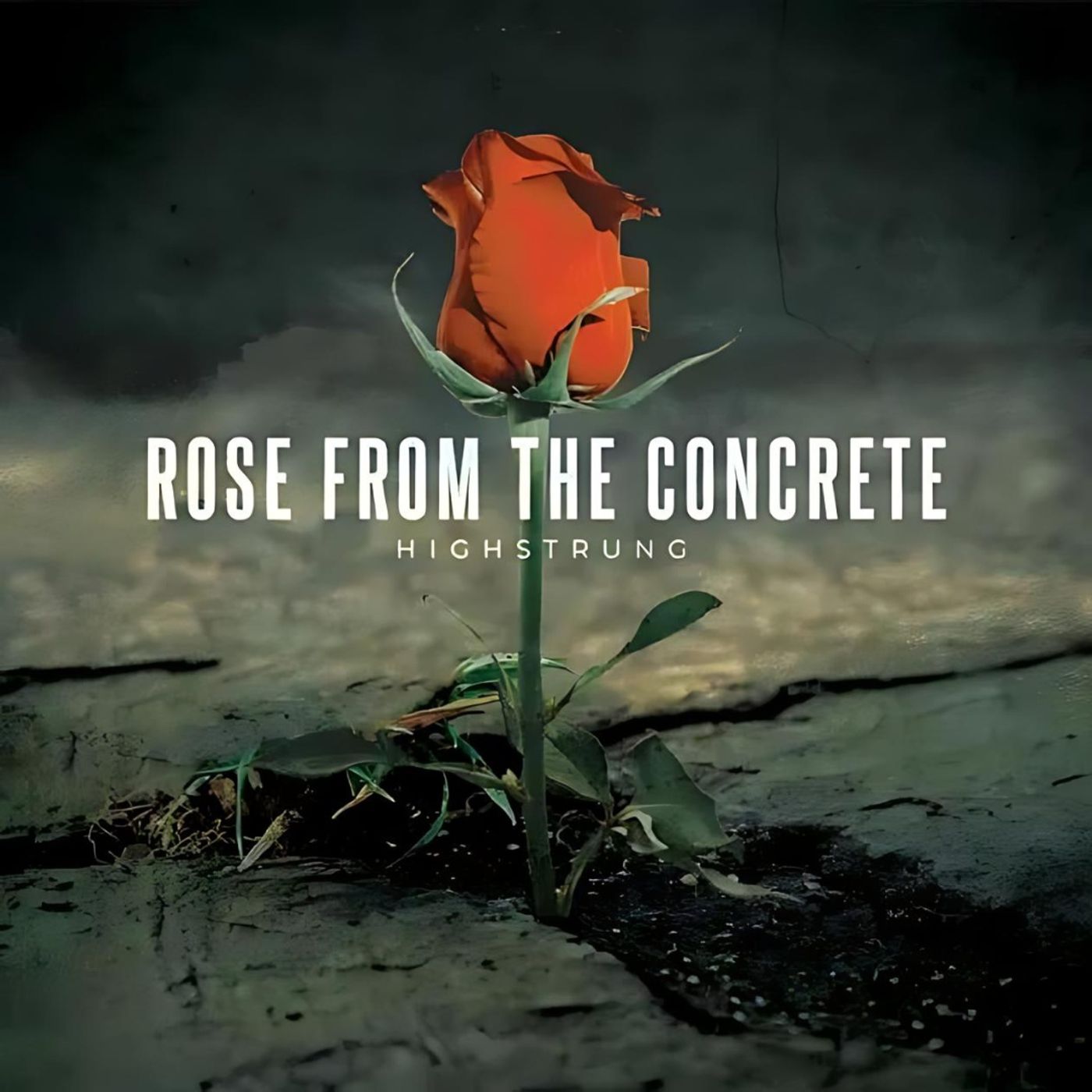 Highstrung - Rose from the Concrete - The Album