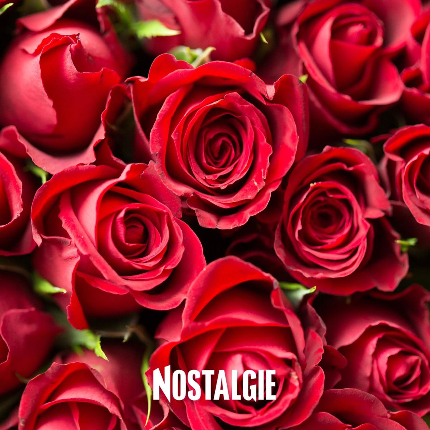 Pour la Saint-Valentin, on offre des roses du Kenya ou des roses des Pays-Bas ? episode artwork
