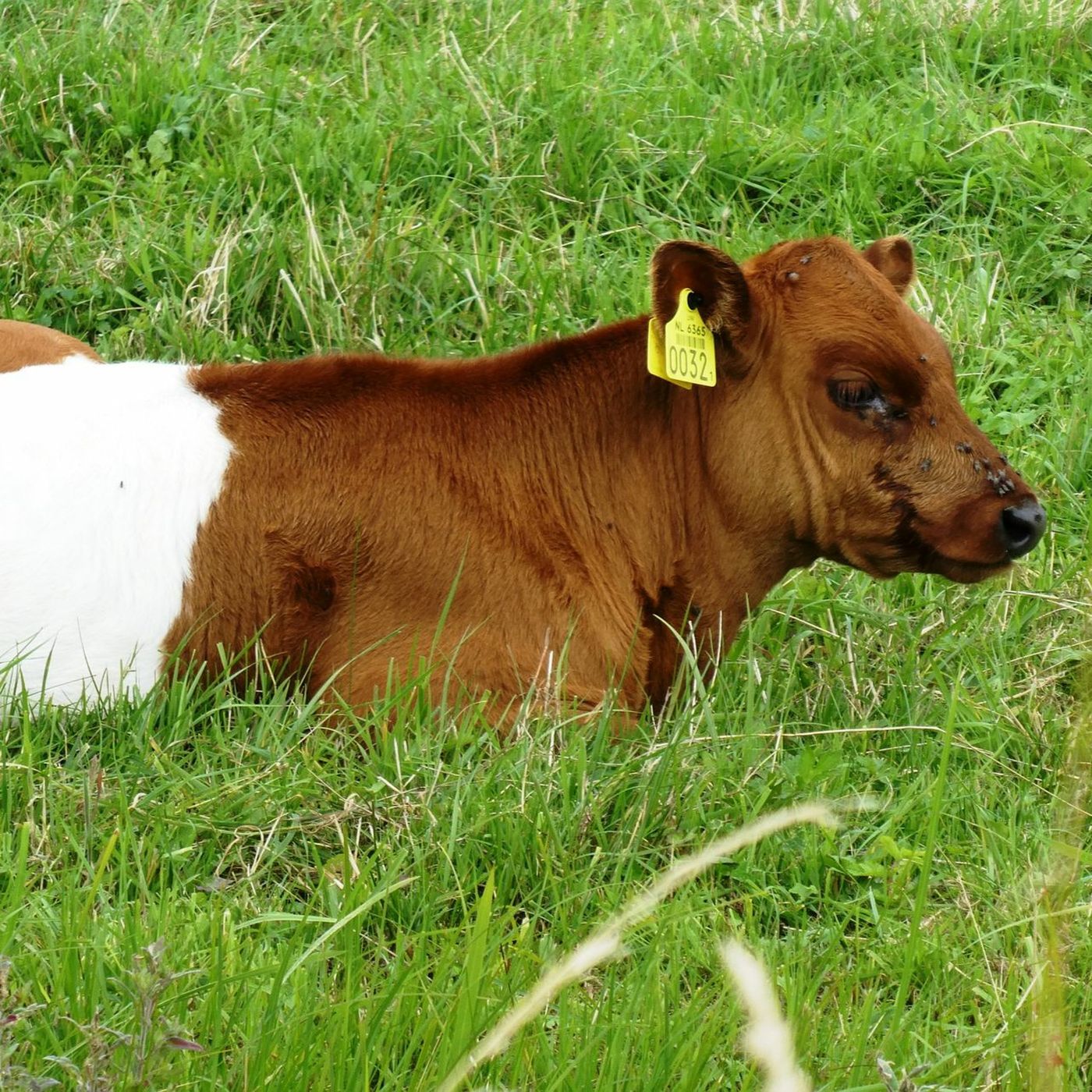 Changing the conversation: Cattle and the environment episode artwork