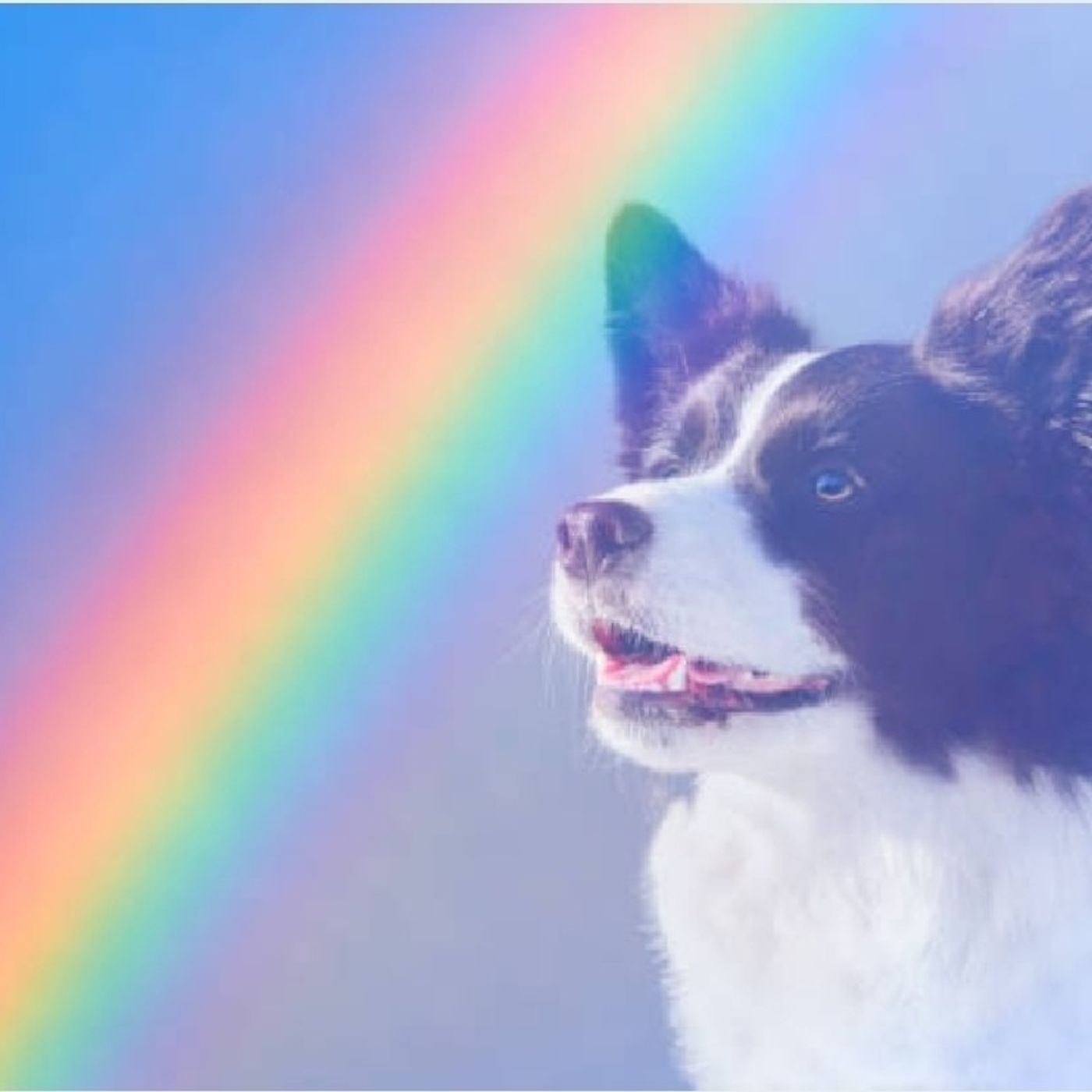 Episode 247 - Tribulations On The Rainbow Bridge episode artwork