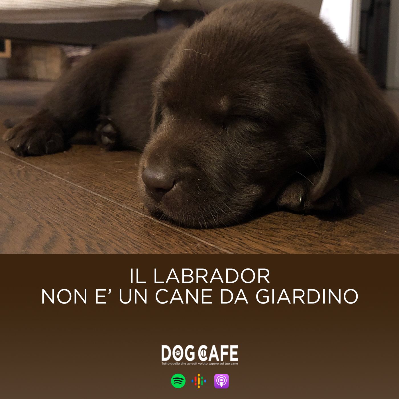 Dog Cafe Podcast