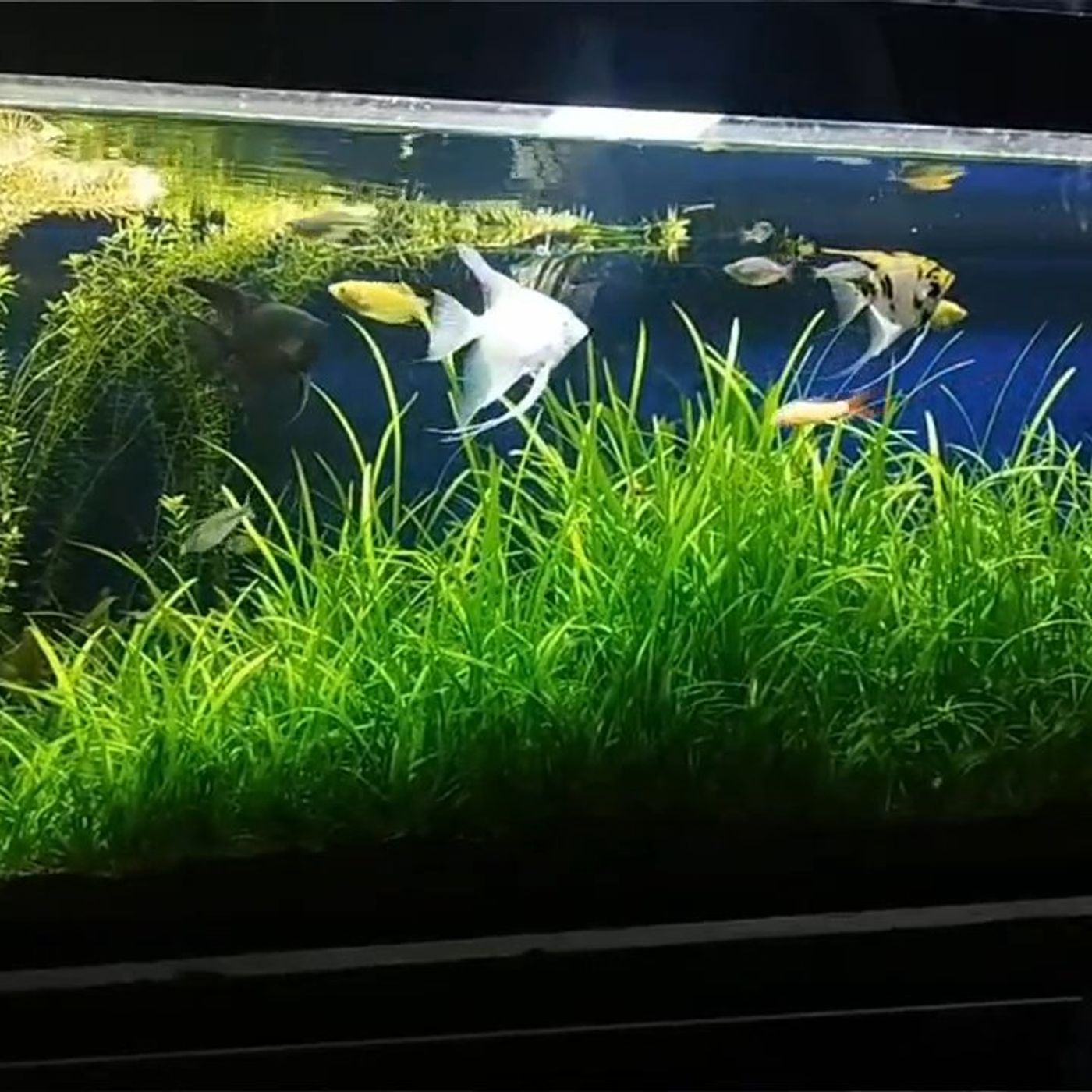 Does Your Tank STINK?