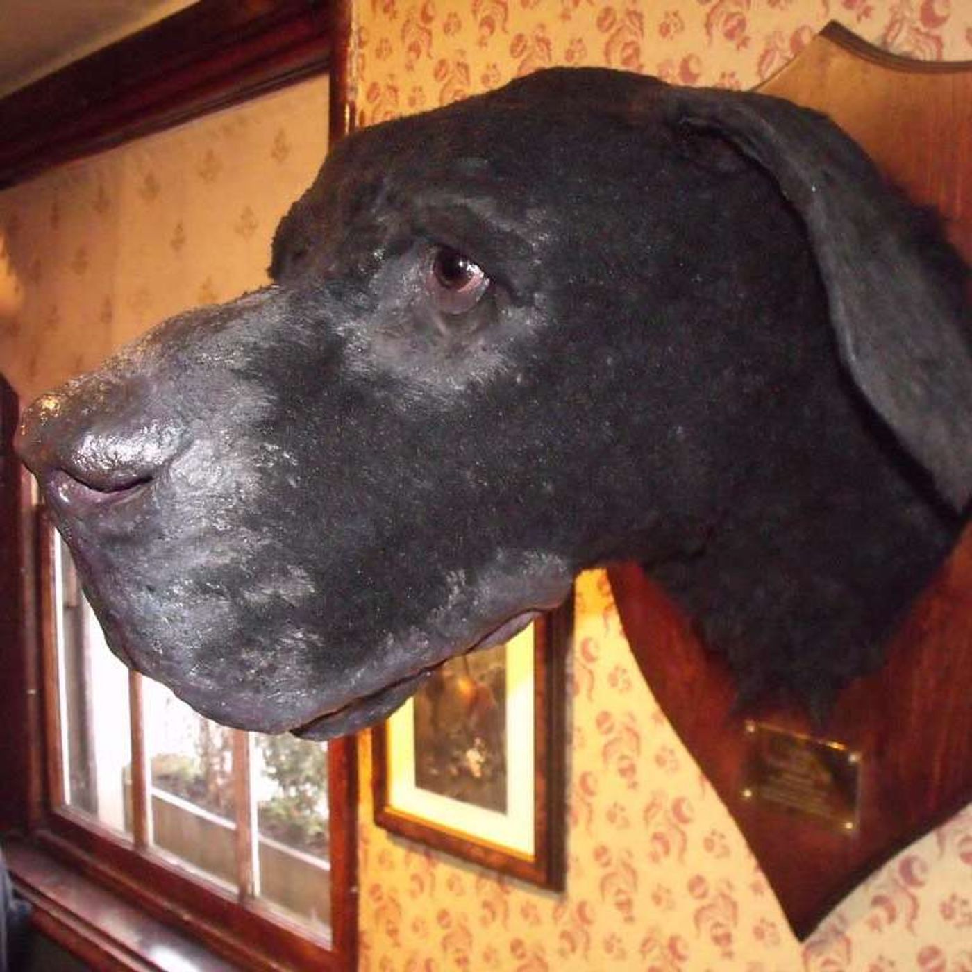 The Real Hound of the Baskervilles