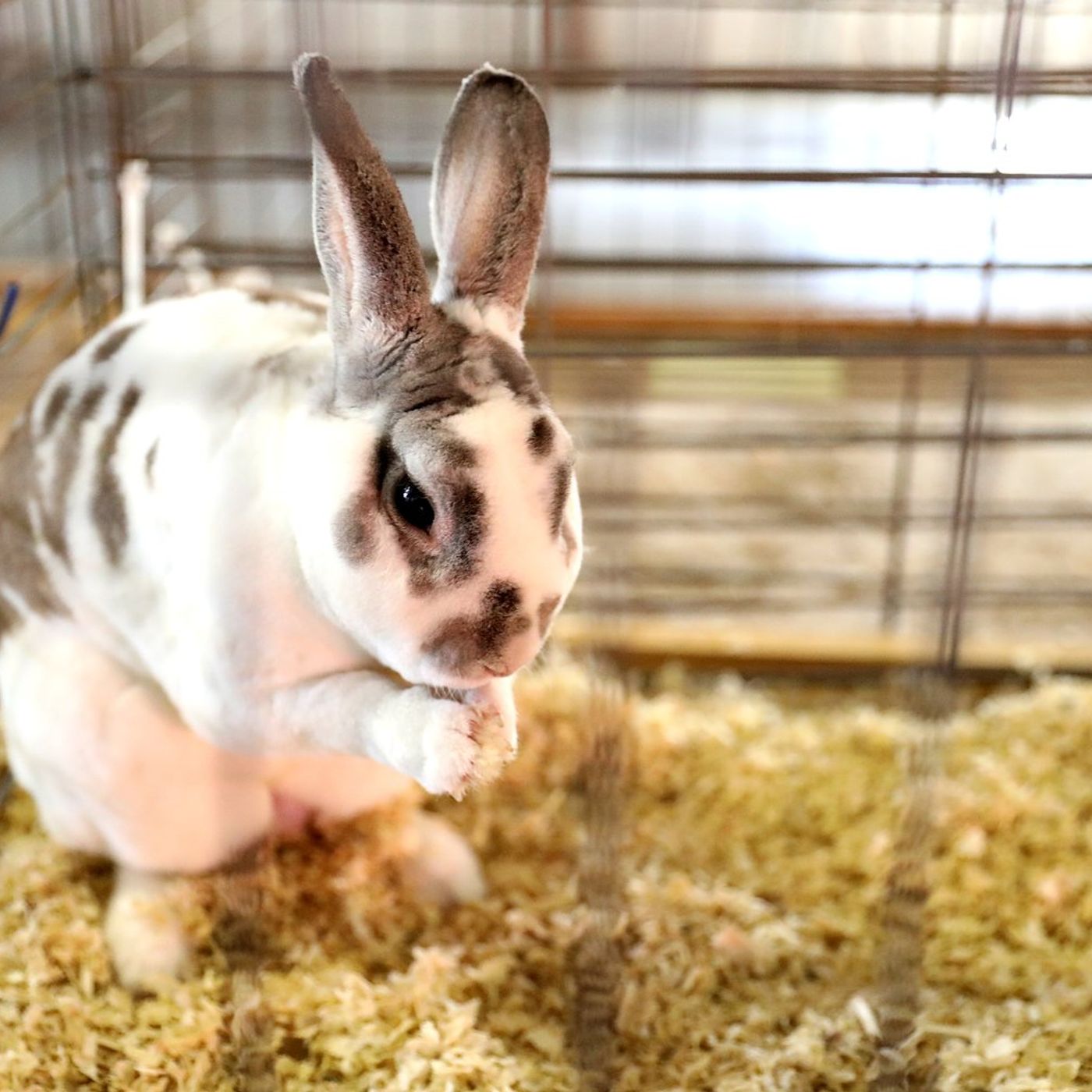 4-H rabbit workshop offers hands-on learning for Lee County youths episode artwork