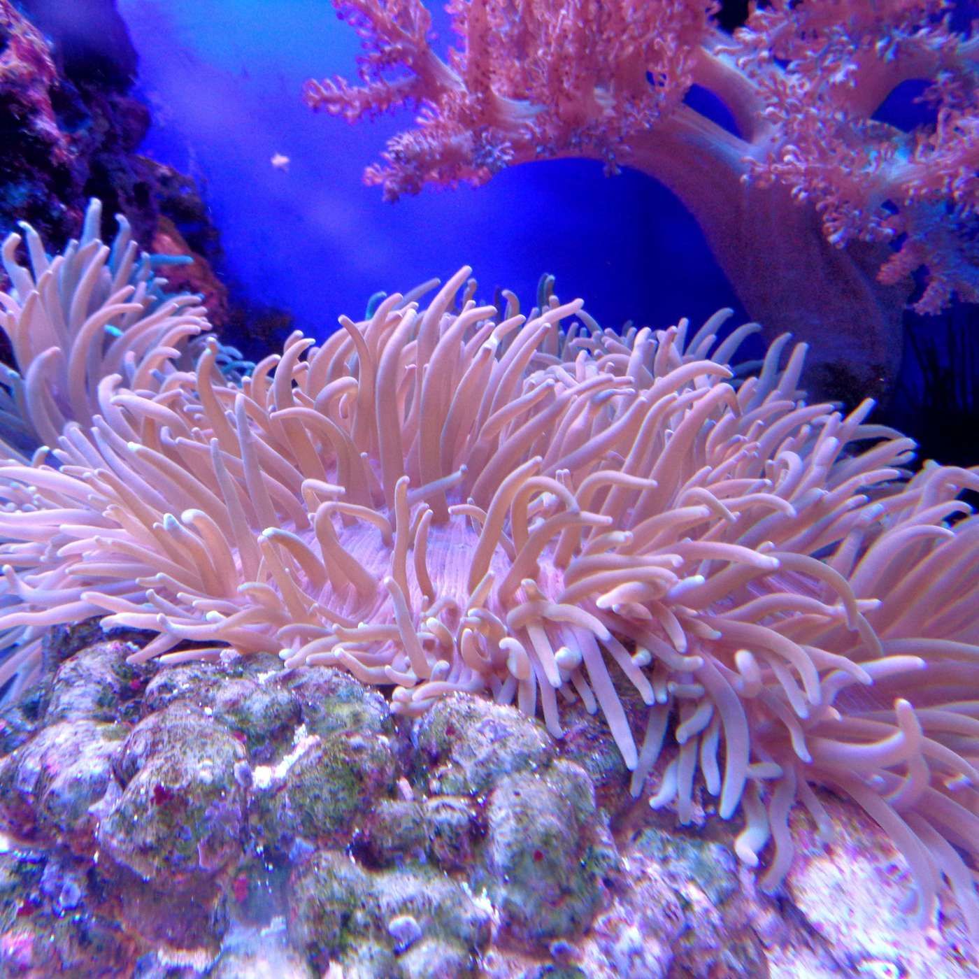 Coral Reefs