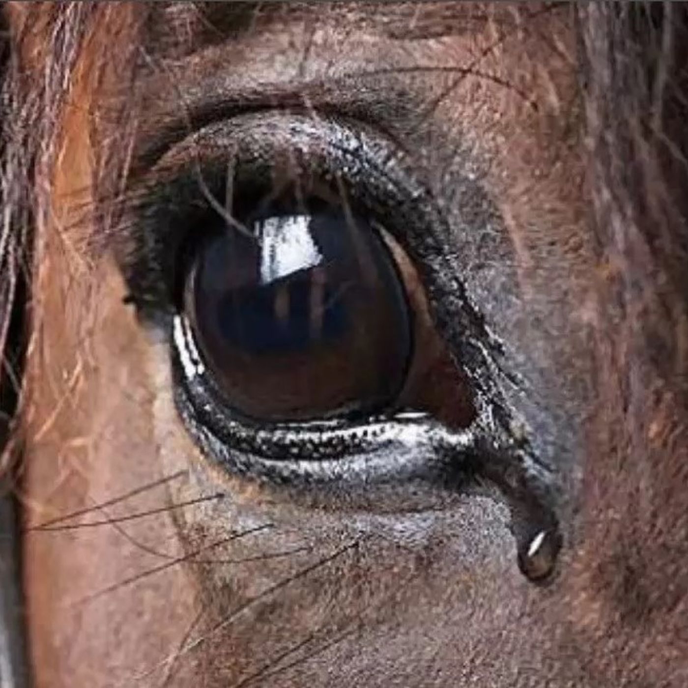 el caballo viejo / Reflexiones cristianas episode artwork
