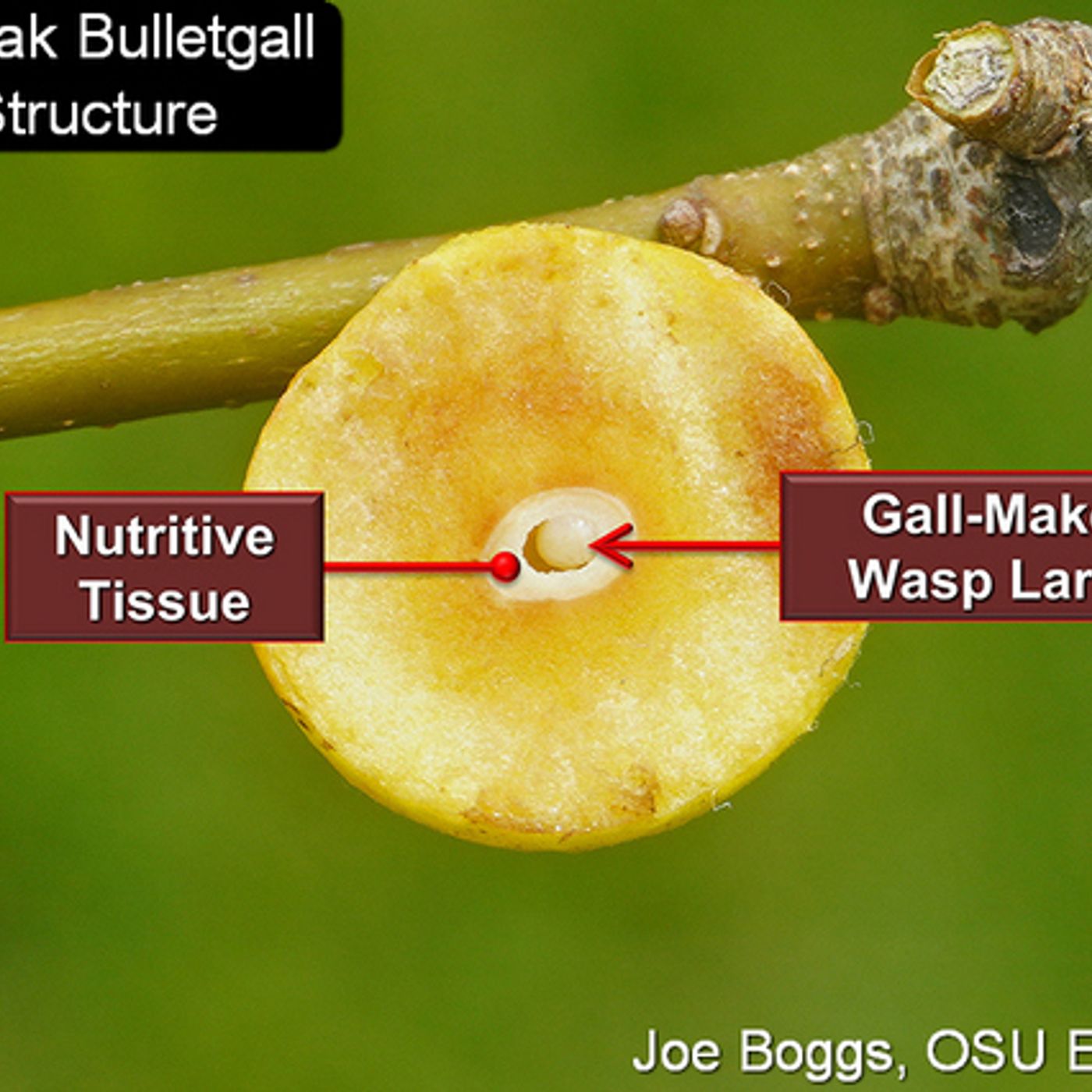 Buggy Joe's unhealthy obsession with bulletgalls Buggy Joe's unhealthy obsession with bulletgalls