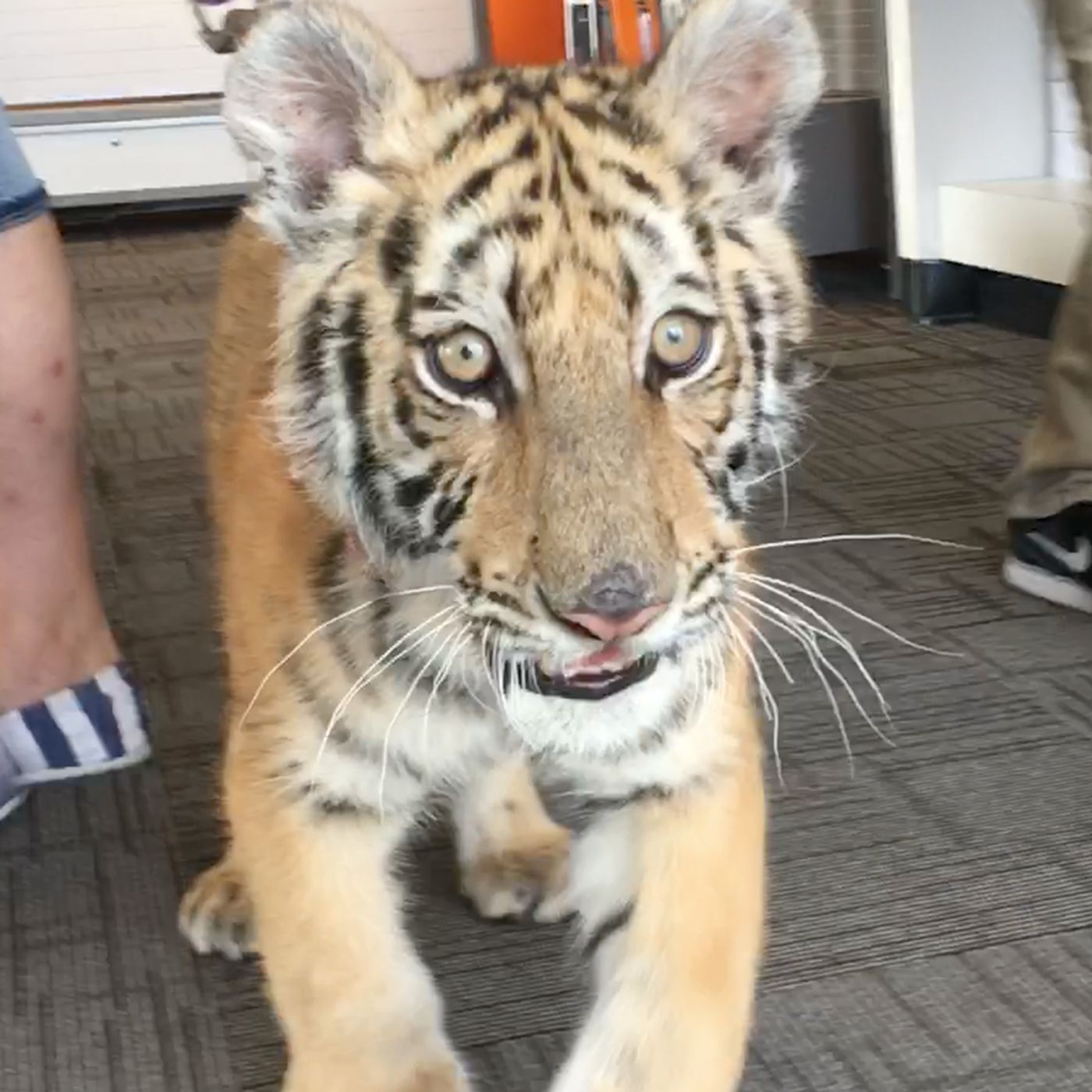 The baby tiger discount