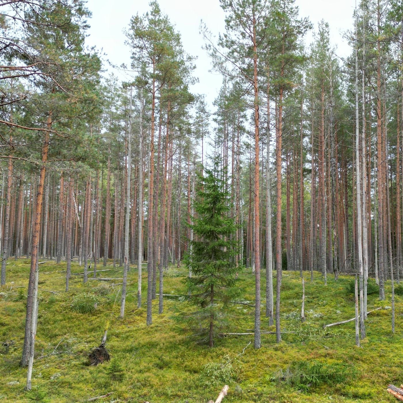 Hedeselskabet