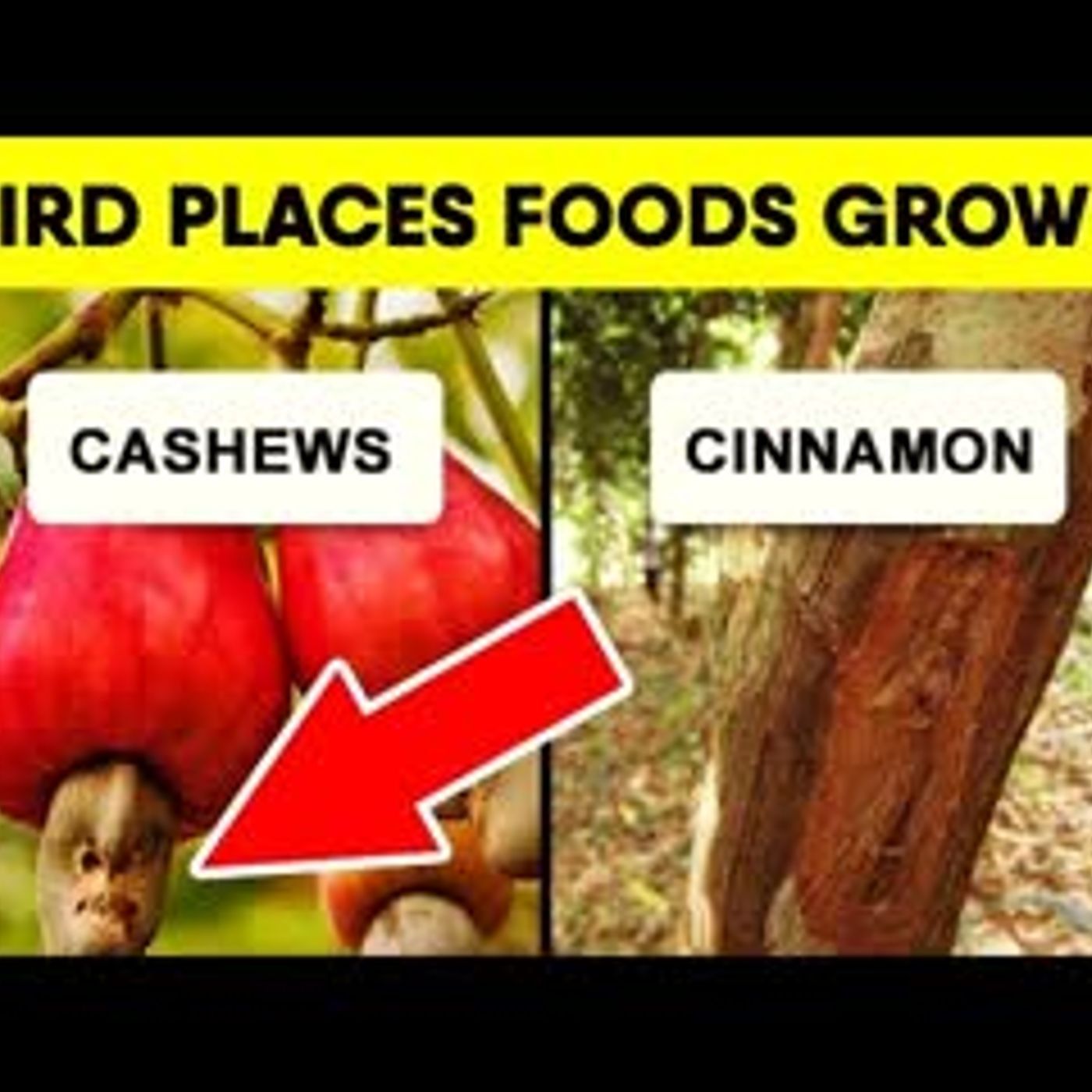 12 Foods That Grow In Weird Places Around The World episode artwork