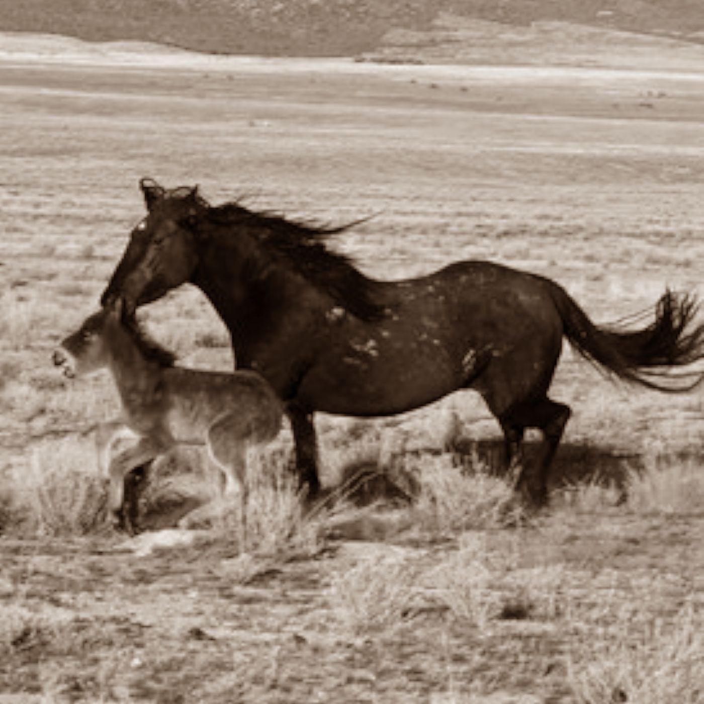 Commentary - Do we just let the Wild Horses die?  Or do we rescue them? episode artwork