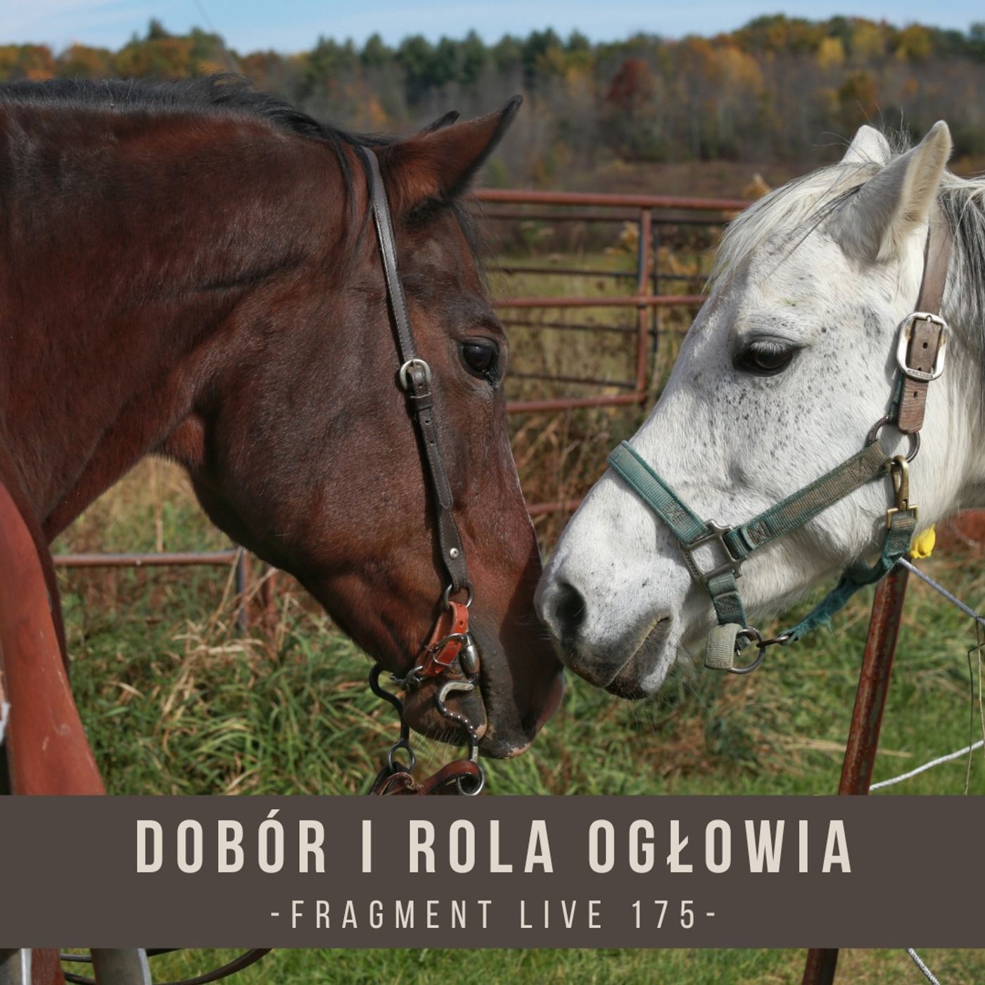 Dobór i rola ogłowia - fragment live 175 episode artwork