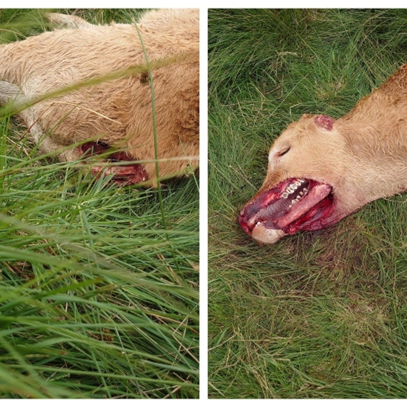 Strange Animal Mutilations in Todmorden. UFO's, Police Abductions and a Host of new reports