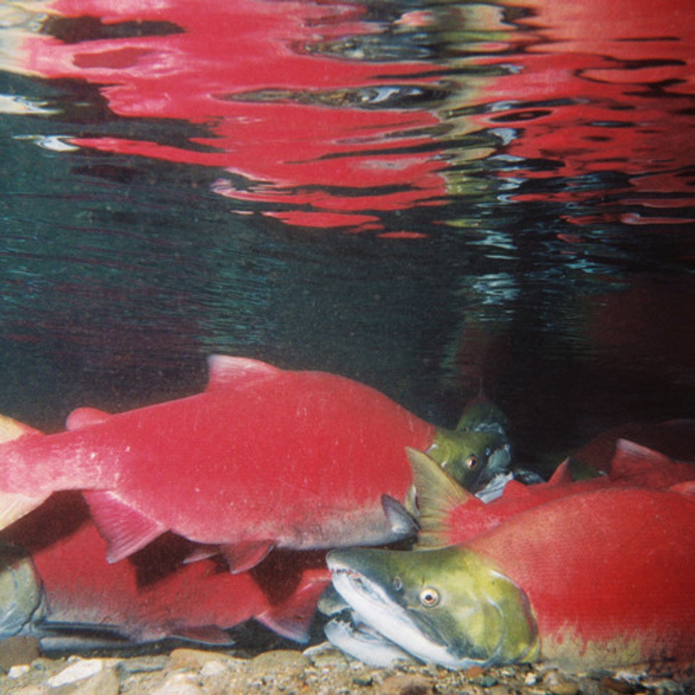 More Reports of ISA in Wild and Farmed Salmon Uncovered episode artwork