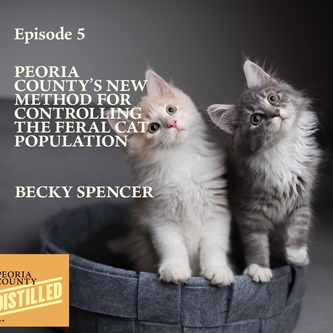 How Trap, Neuter, Vaccinate and Release Can Help Control Peoria County’s Feral Cat Population