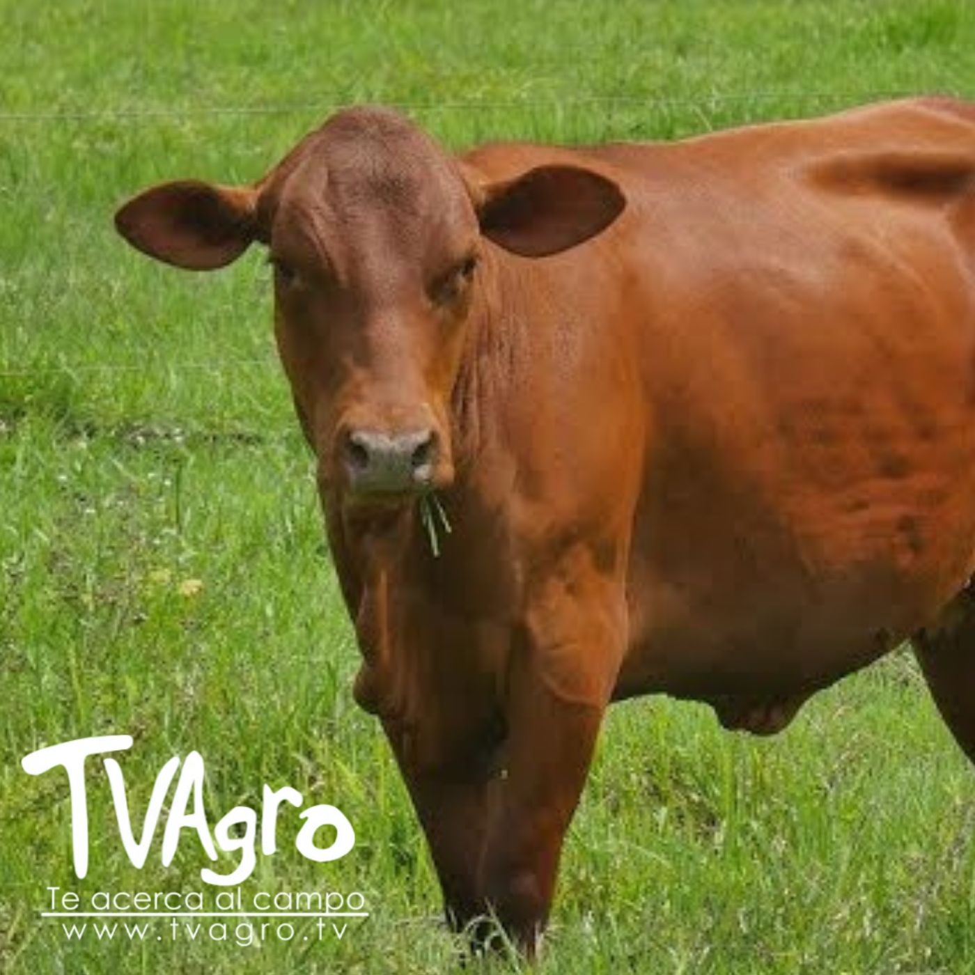 TV AGRO