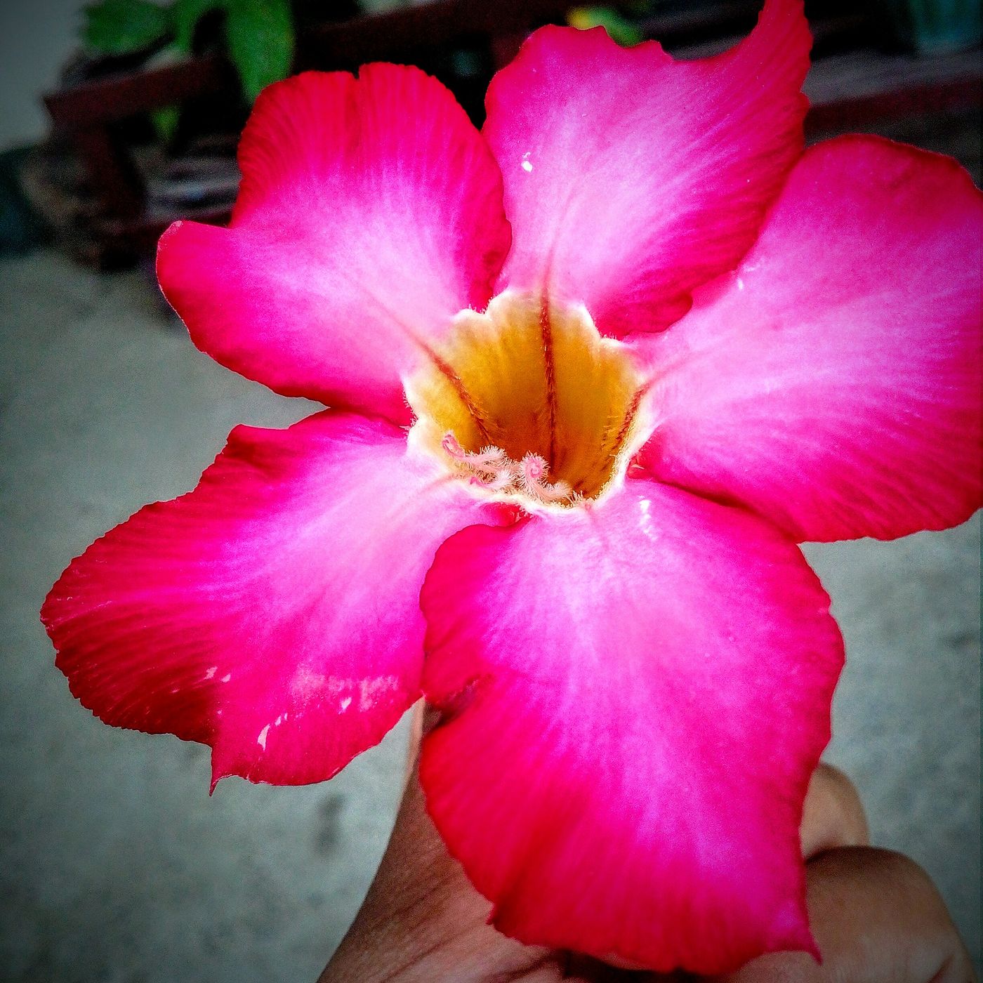 52nd Founding Anniversary