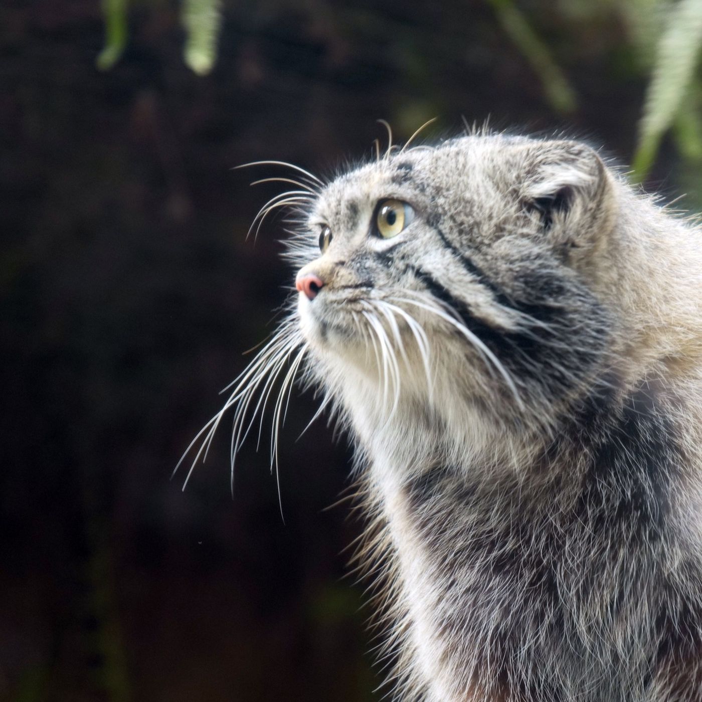 Lo sguardo del gatto di Pallas e la Community episode artwork