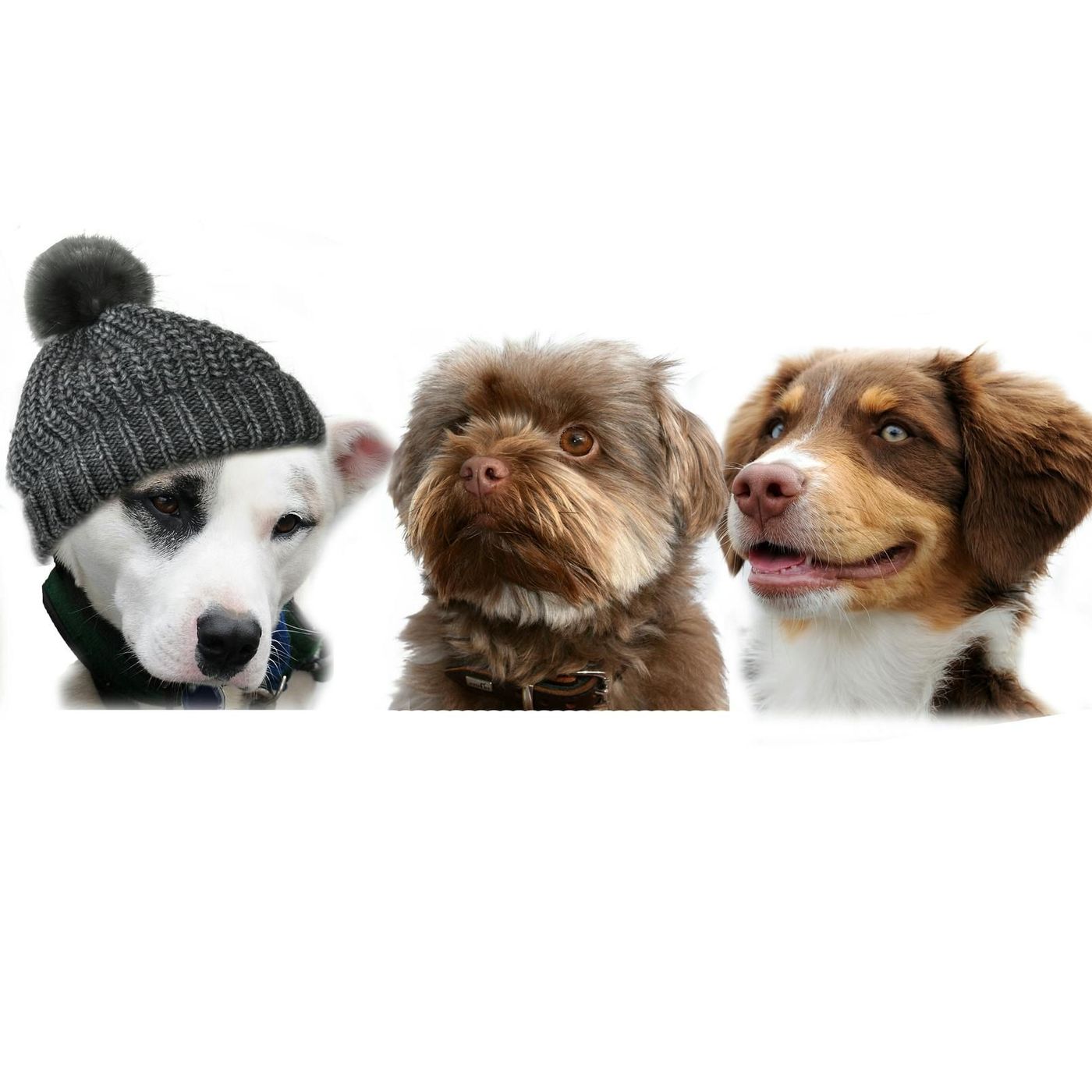 All Things Dogs