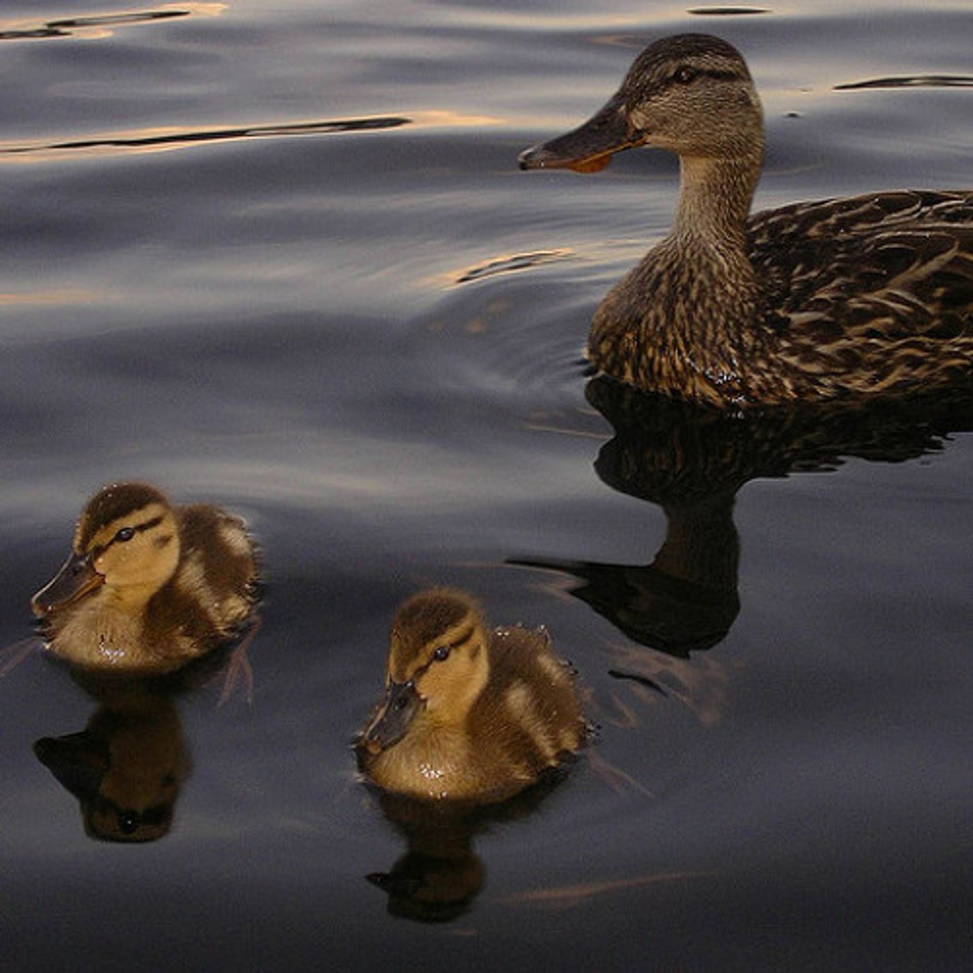 High Bacteria Levels in WA Waters, Not Found in OR, ID episode artwork