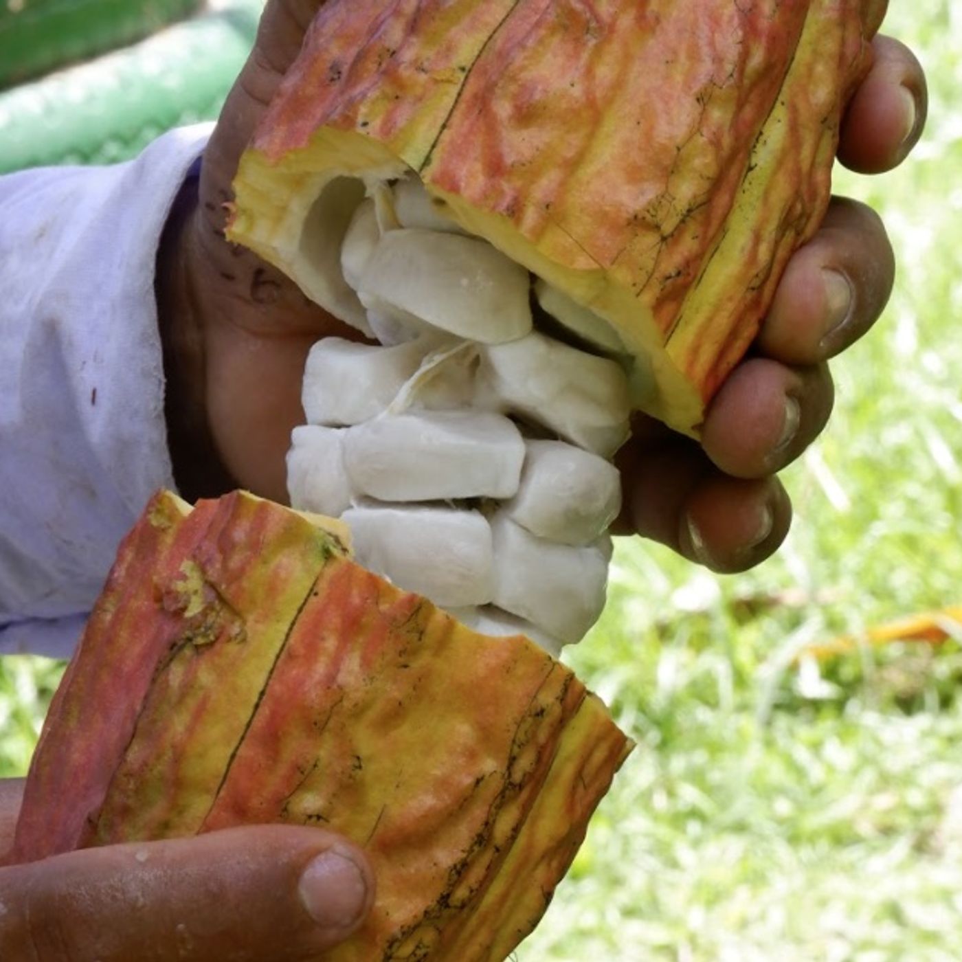 Audiolibro Modelo Productivo de Cacao