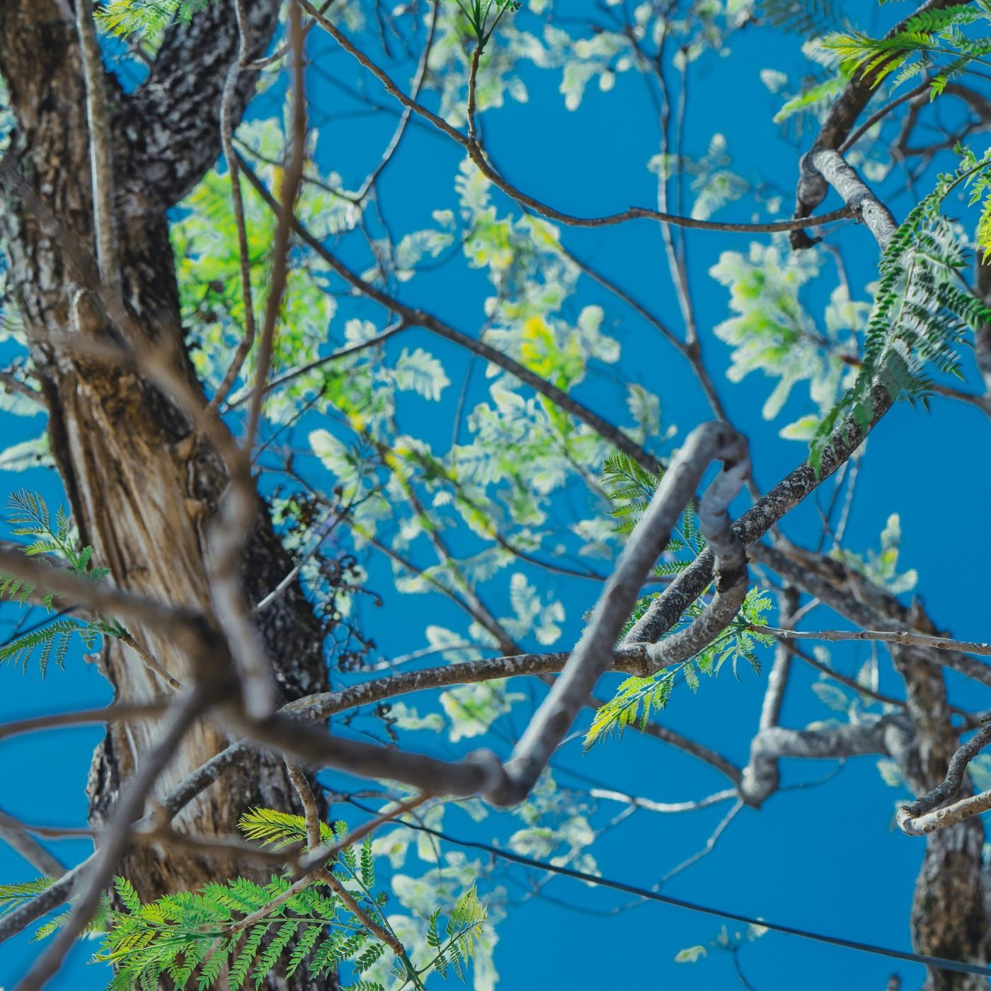 El bosque mágico