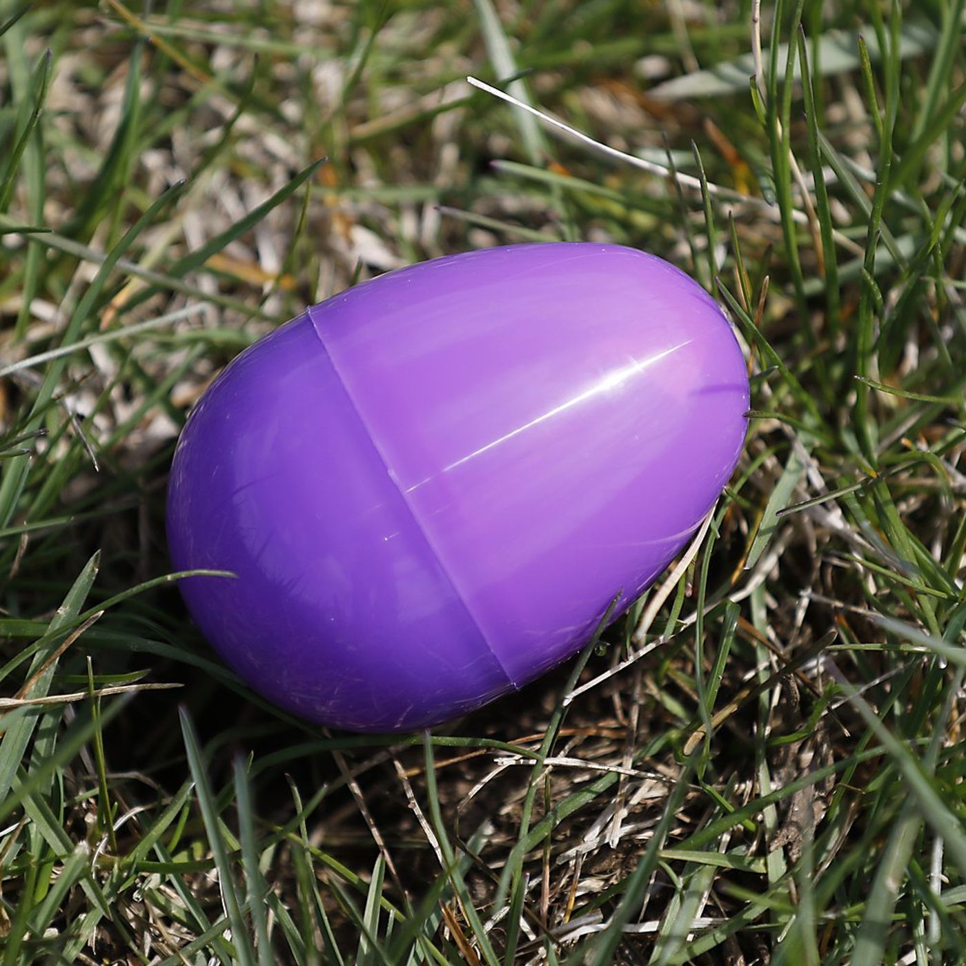 Easter egg hunts set in the Sauk Valley episode artwork