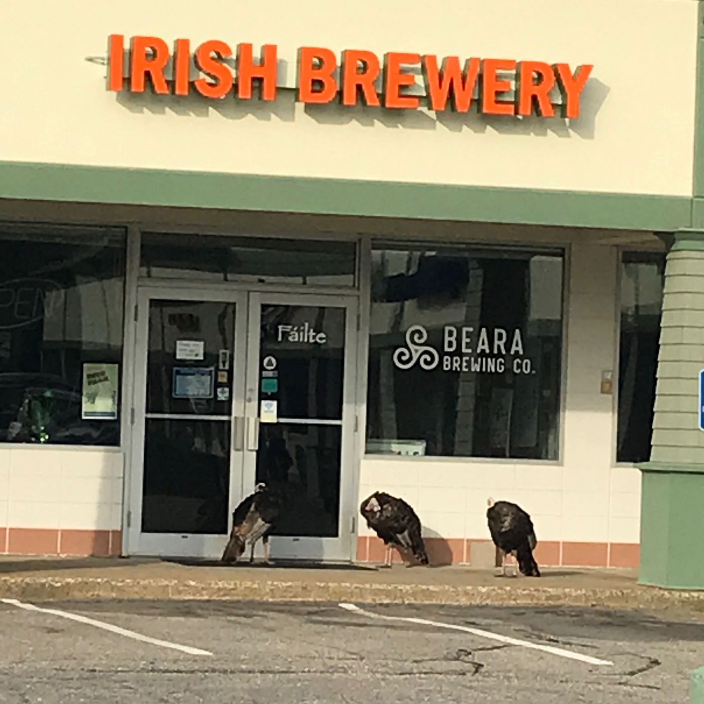 Craft Beer Storm