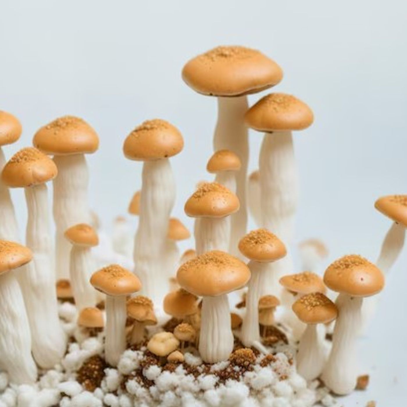 Explore High-Quality Mushroom Cultures