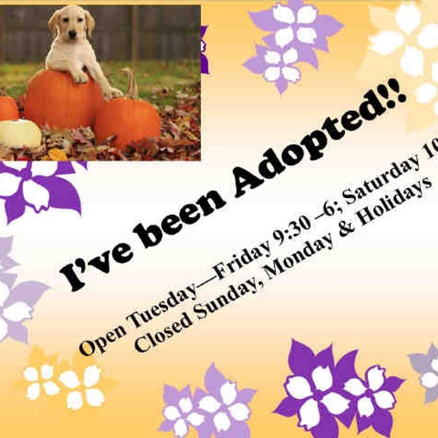 Animal Shelter Solutions - Show 12 - Fostering Saves Lives episode artwork