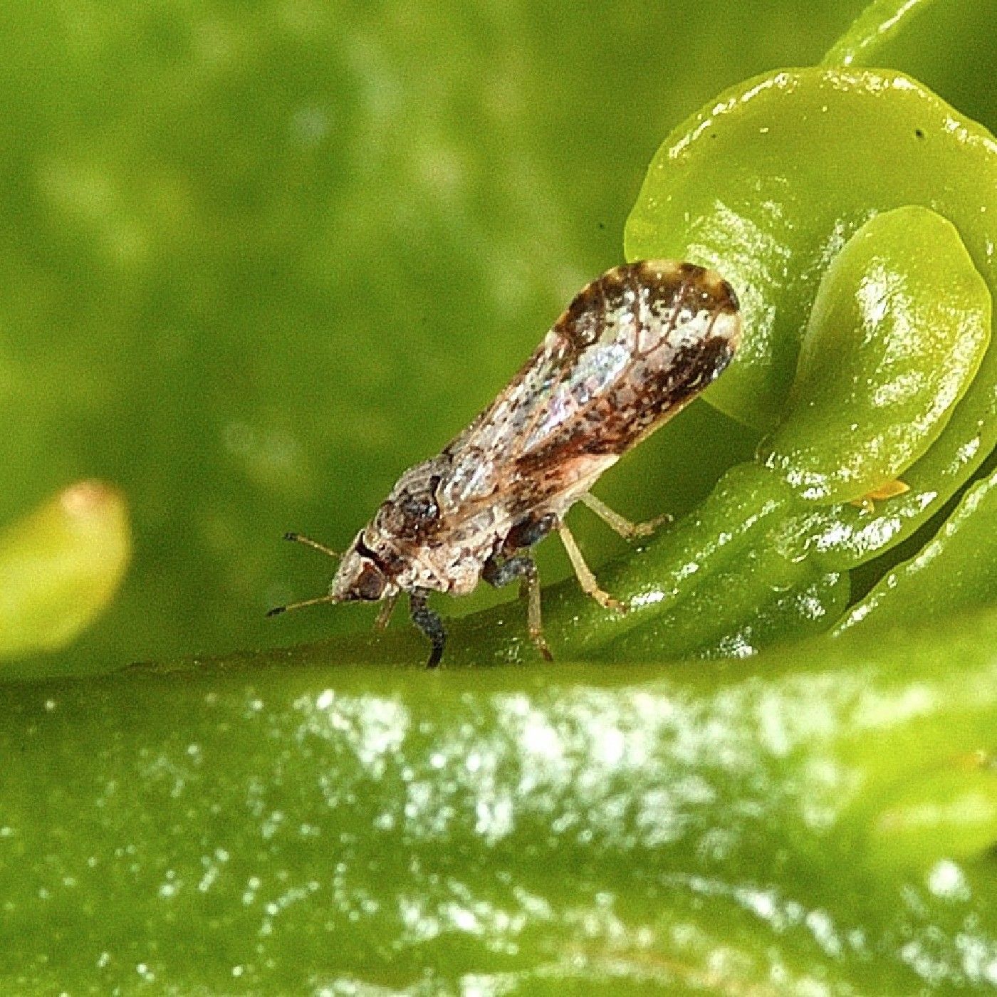 Capacitación ICA - HLB en cítricos.