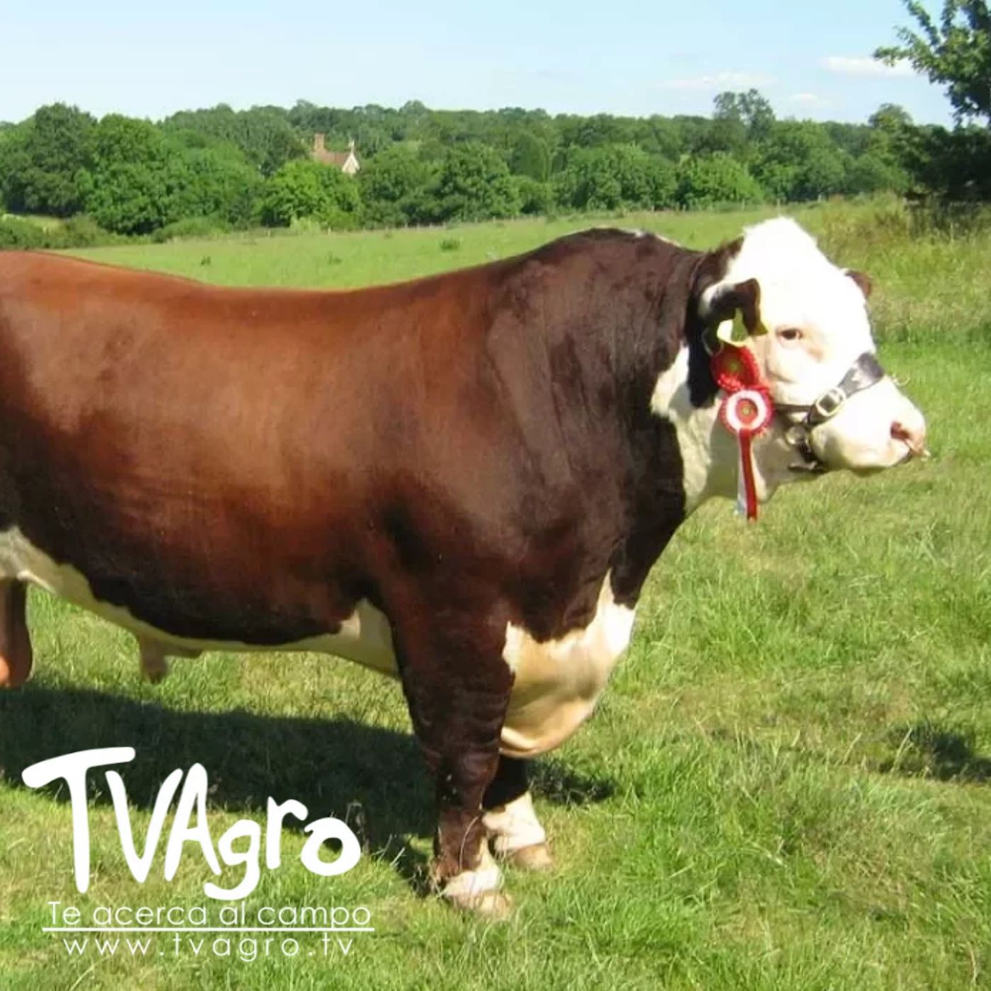 TV AGRO