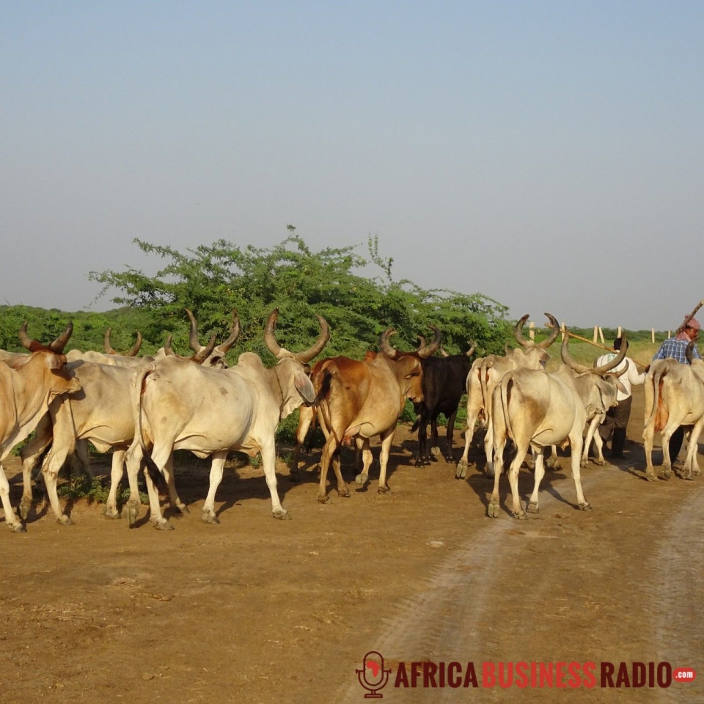 Tribes of Africa