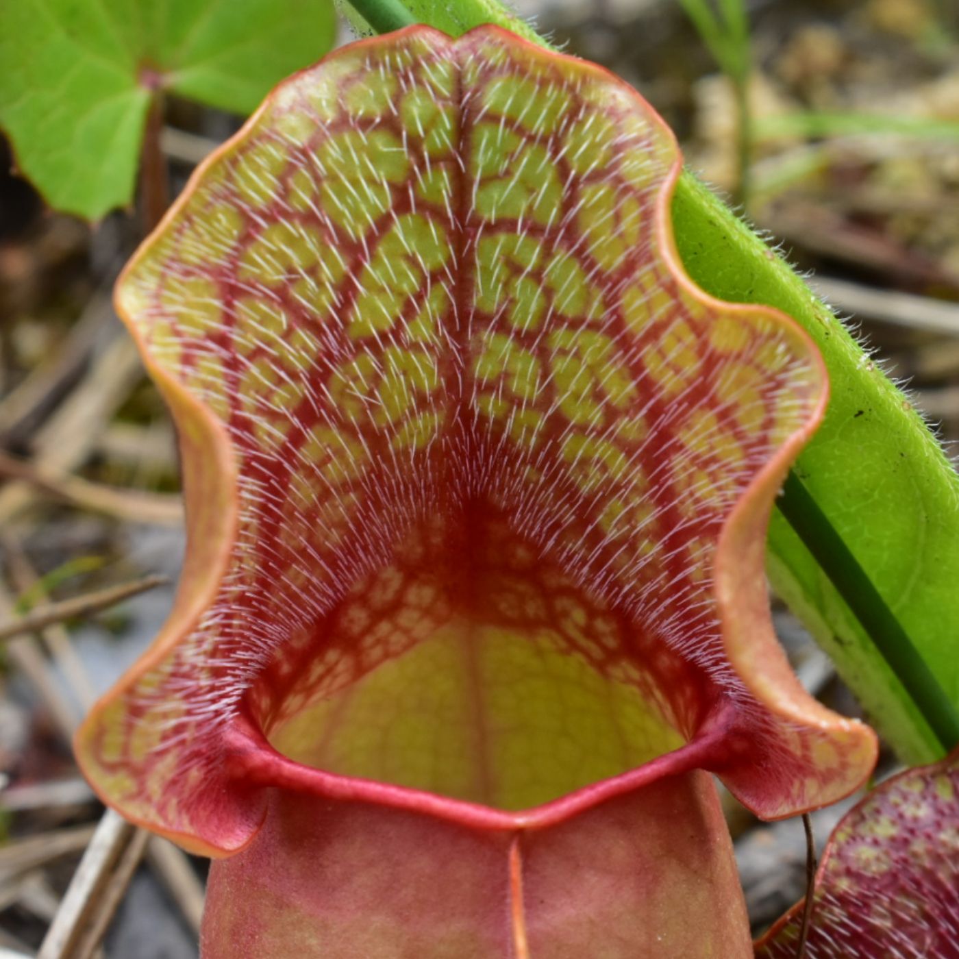 Convergent Evolution, Carnivory, and the Milkweed from Serpentine Barrens