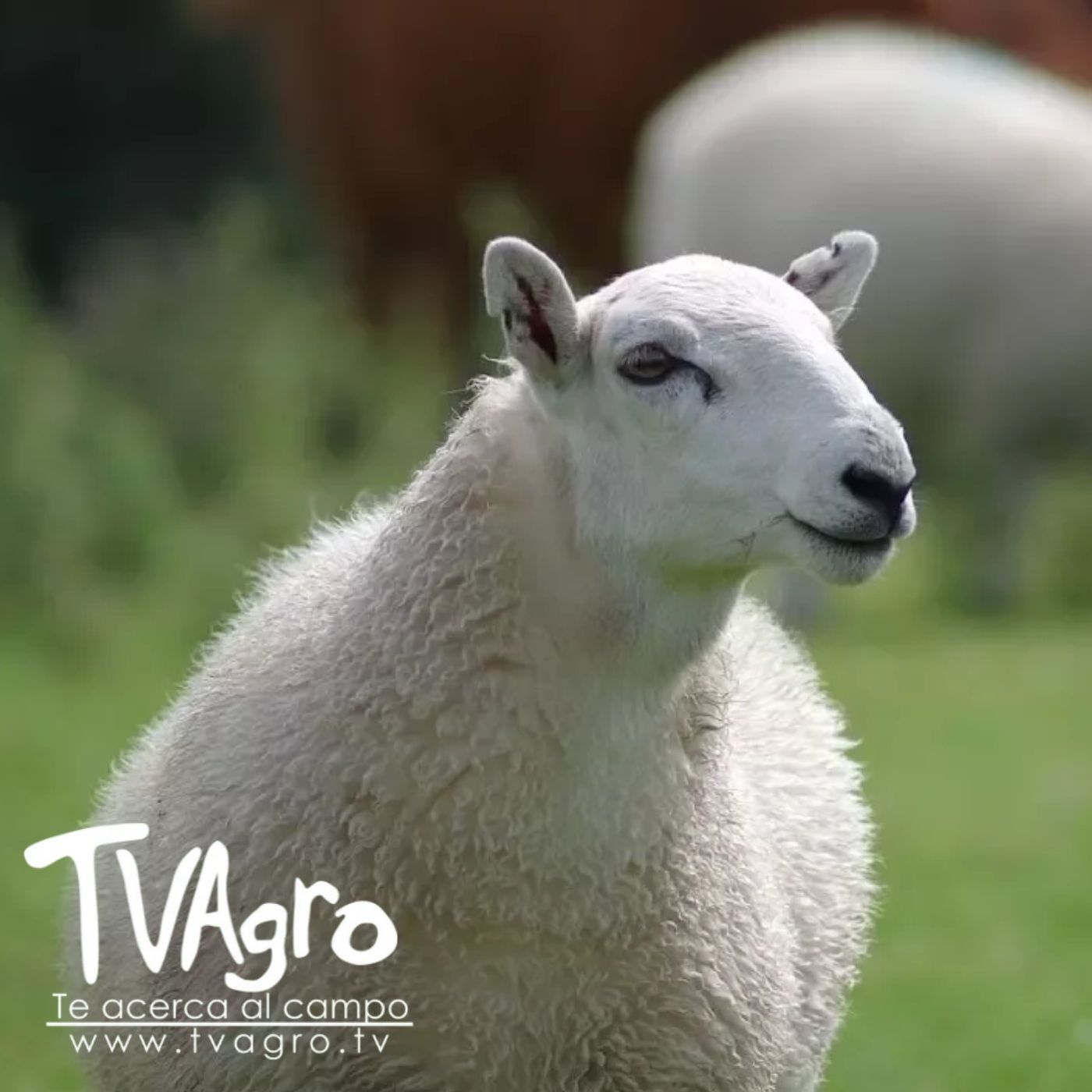 TV AGRO