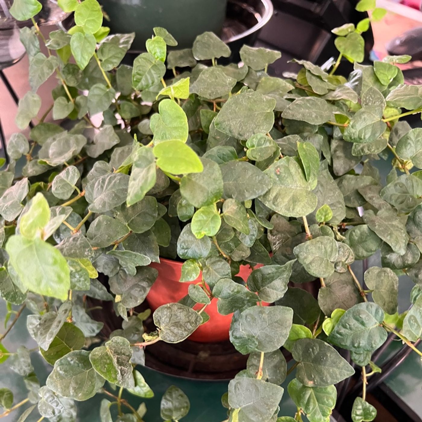 Episode 176 - Don’t repot a drought stressed plant!