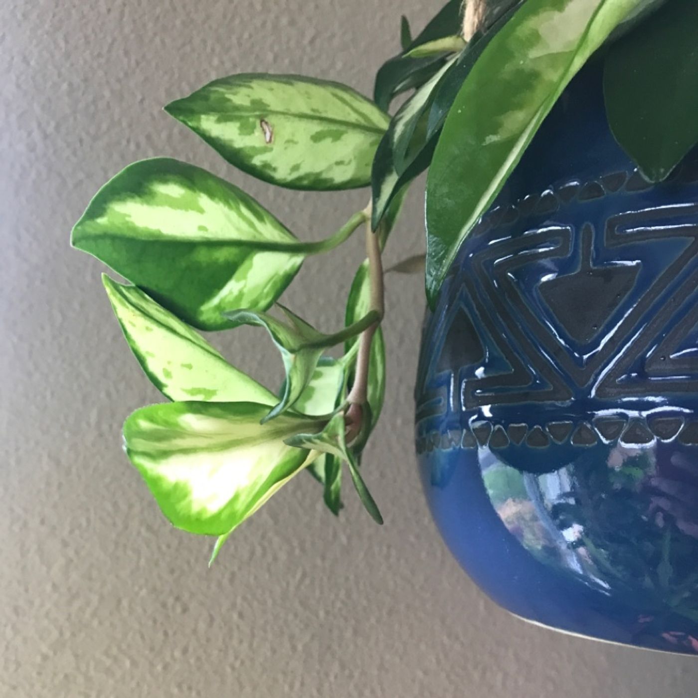 Episode 41 - Putting Plants Outside