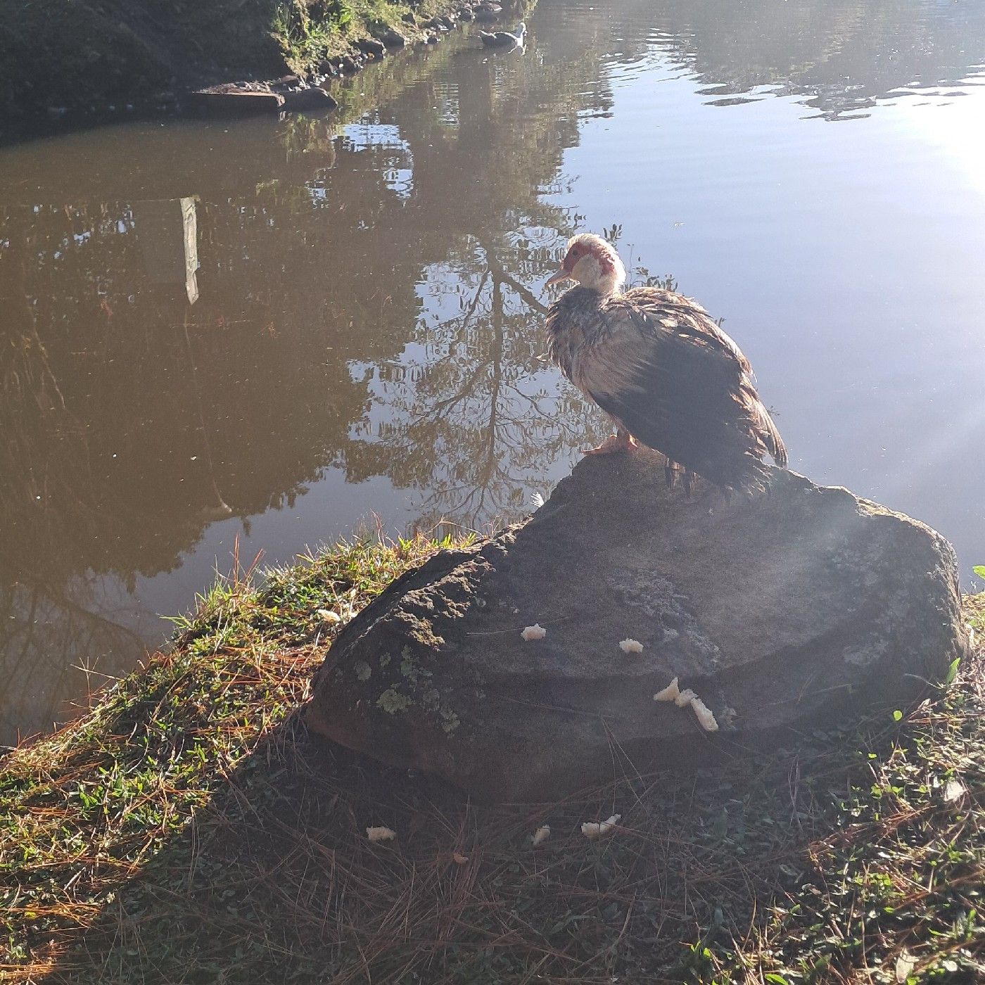 ParaquedeuM# patoescaldado#