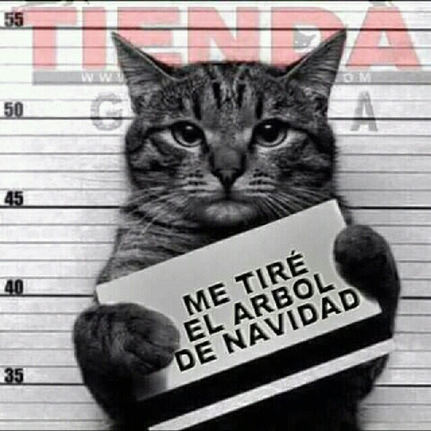 Sabadaso De Fastwhasttwit episode artwork
