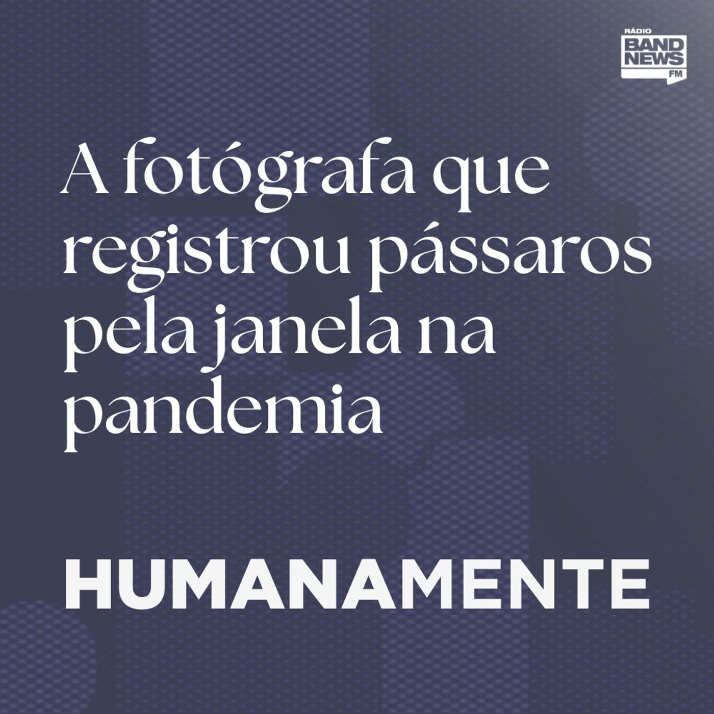 A fotógrafa que registrou pássaros pela janela na pandemia