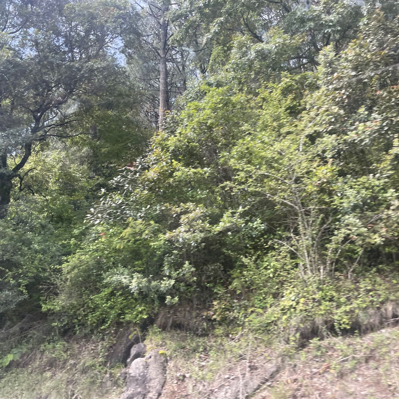 “Voces del Campo”