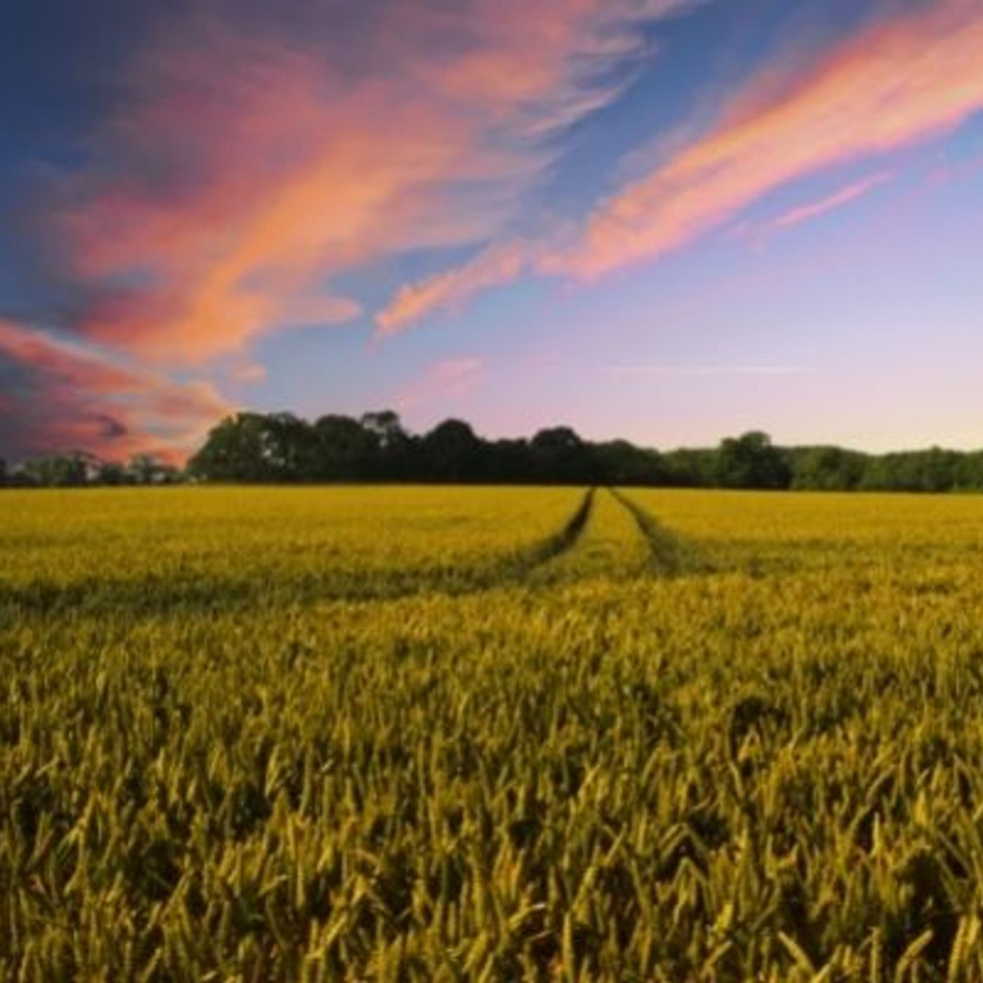 Soil Capital, le projet qui soutient l'agriculture régénérative episode artwork