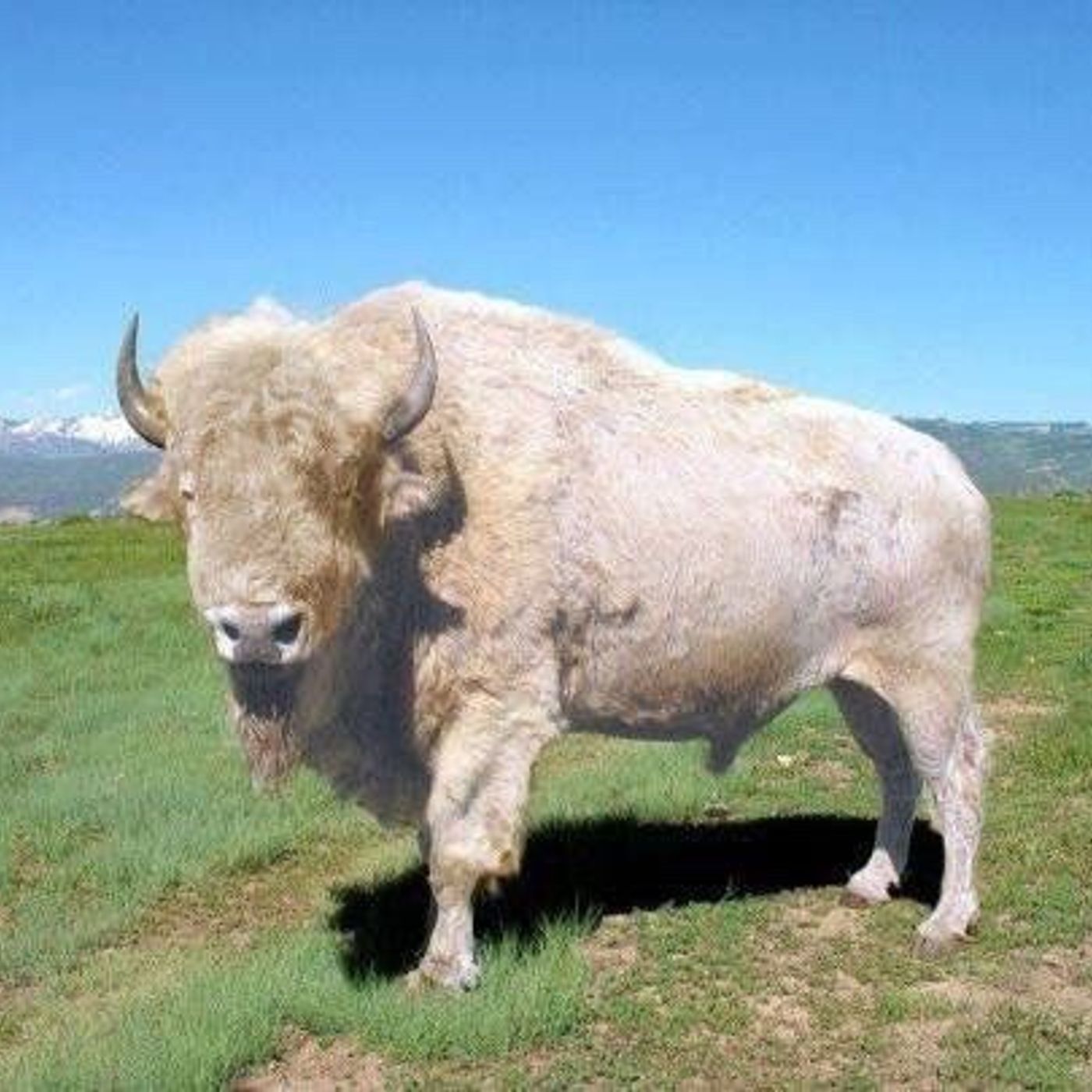 Animali Totem [meditazione e lettura]