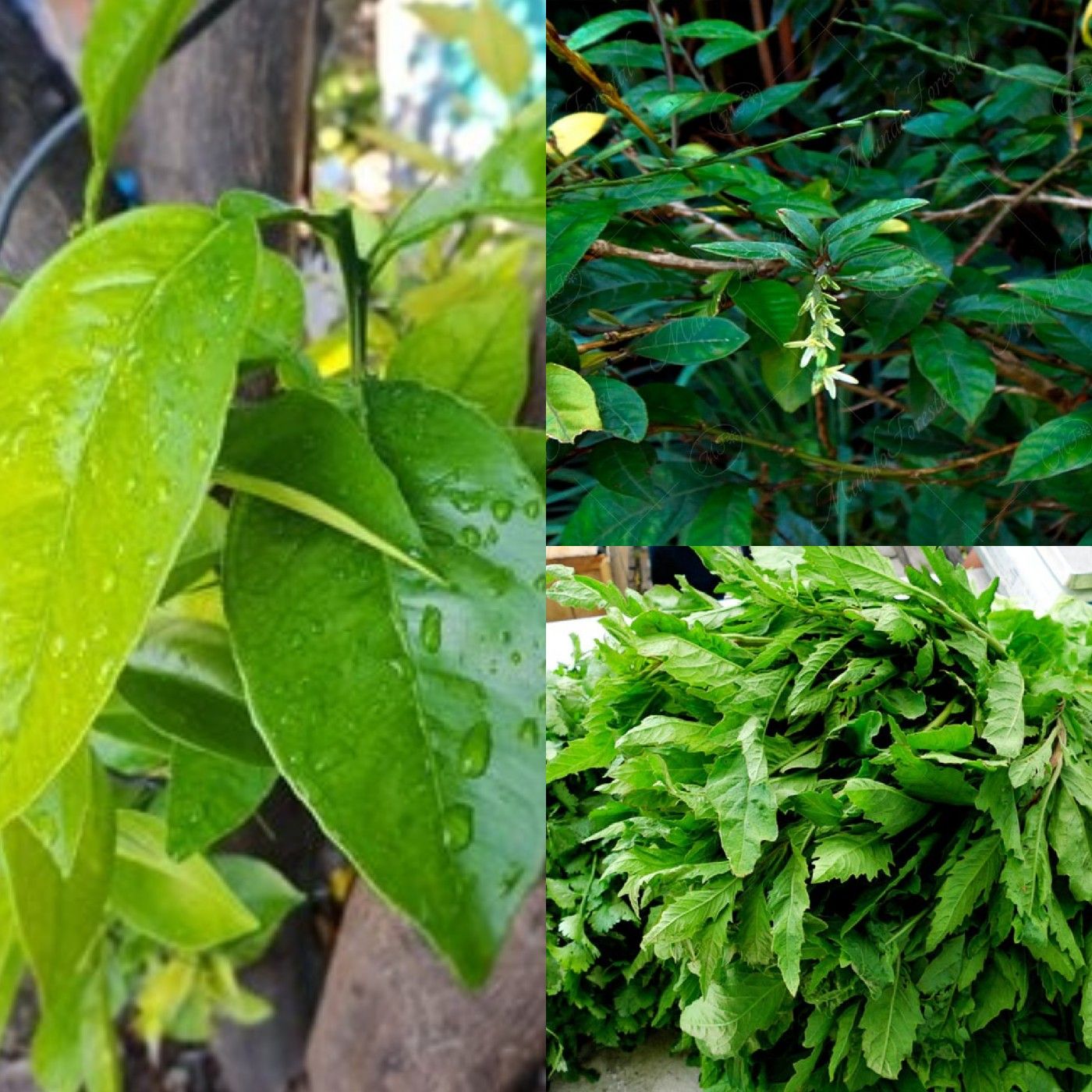 PLANTAS MEDICINALES