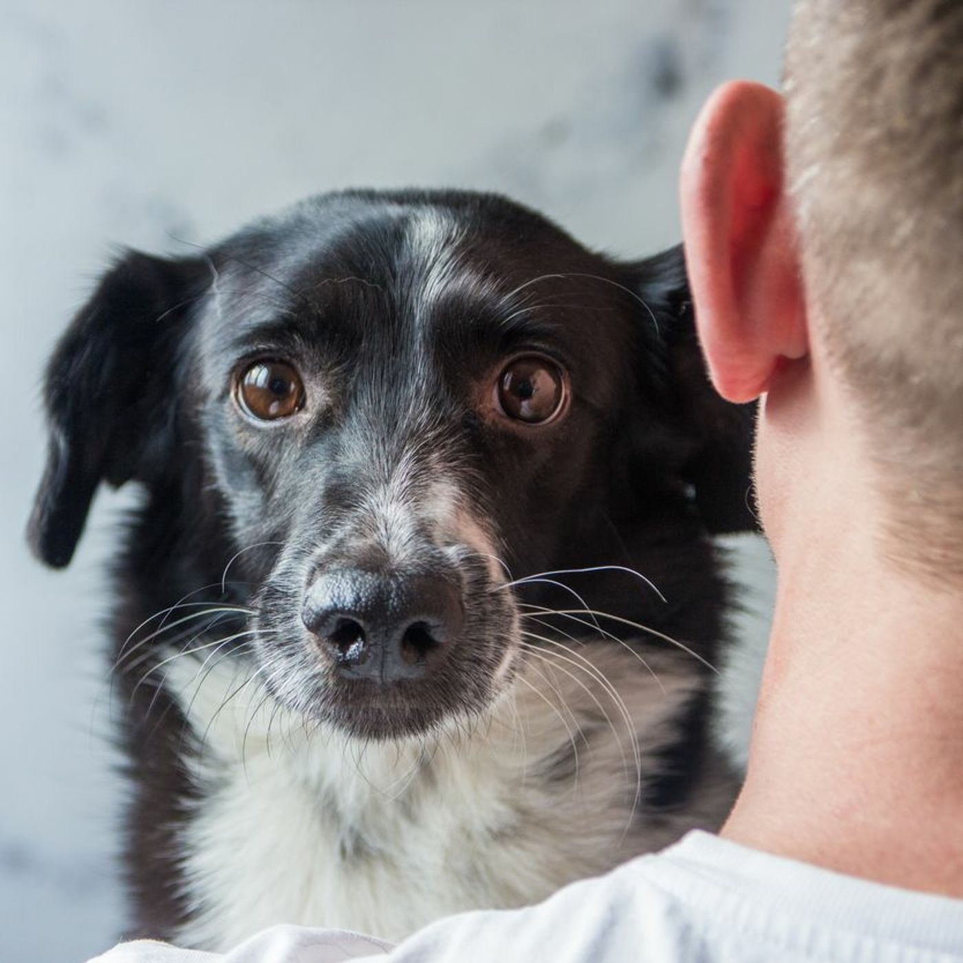 Animal News - Dogs Don't Like To Be Hugged episode artwork