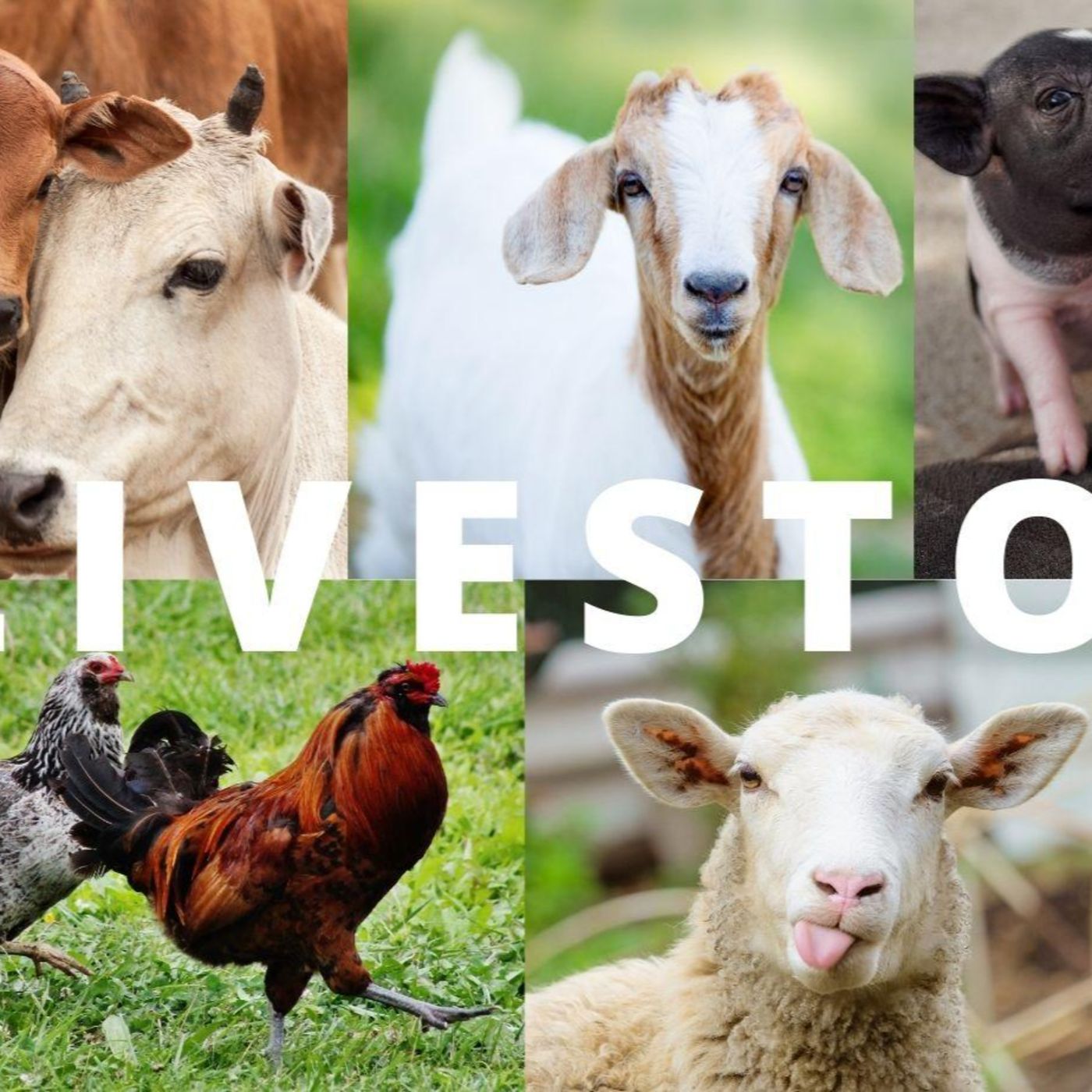 UNBELIEVABLE" NEW VACCINES APROVED FOR LIVESTOCK 🤔 episode artwork