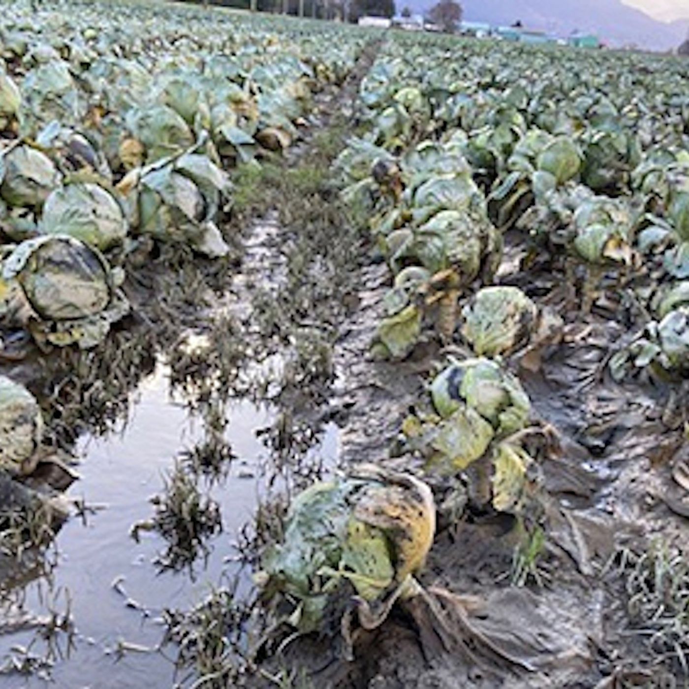 B.C. receiving over $870M in federal funding for disaster recovery amid current wildfires