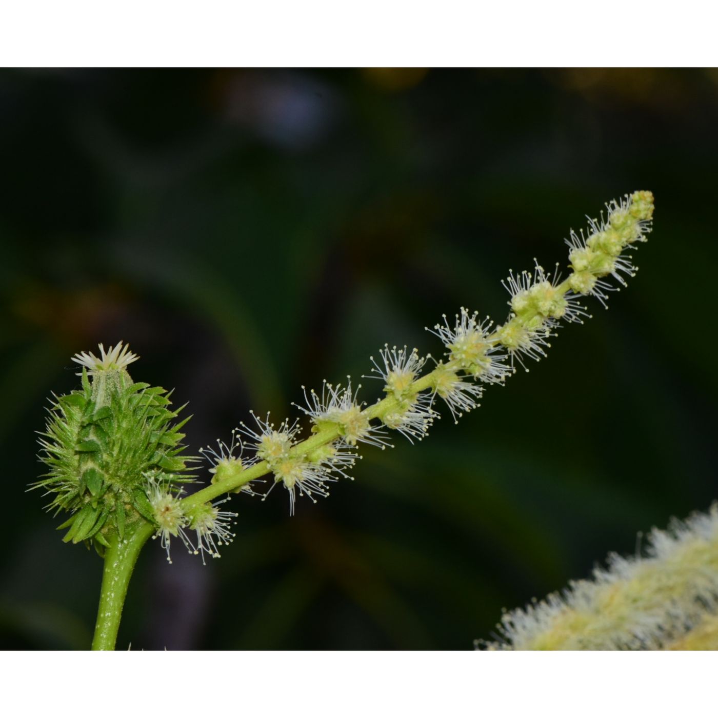 Restoring the American Chestnut