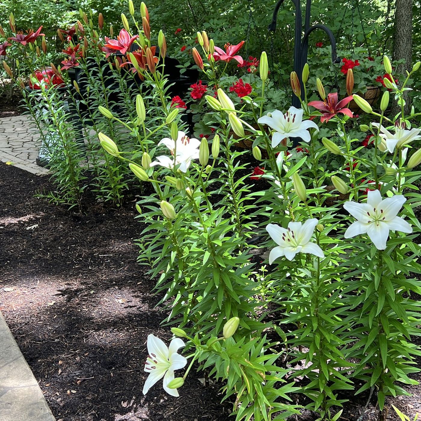 UI Extension opens Master Gardener training to local gardeners episode artwork