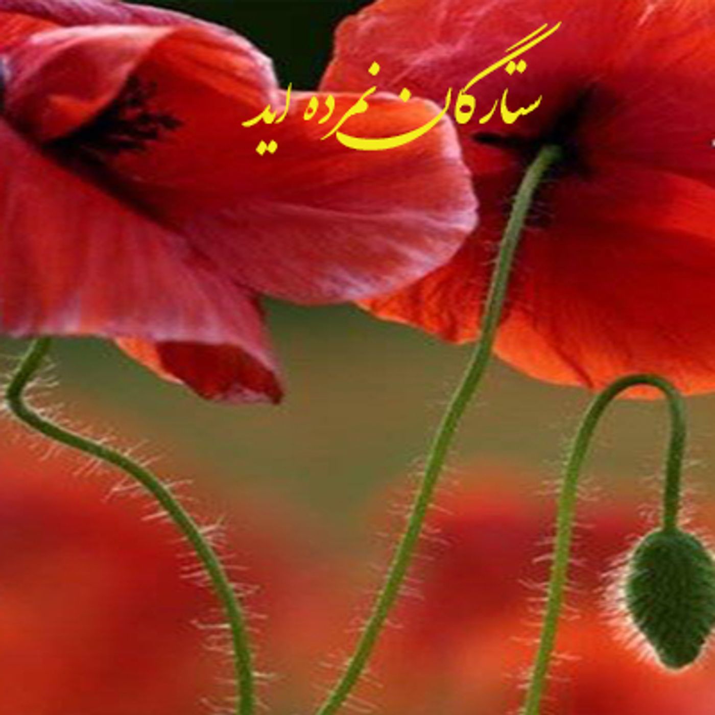 شعر ستارگان نمرده اید